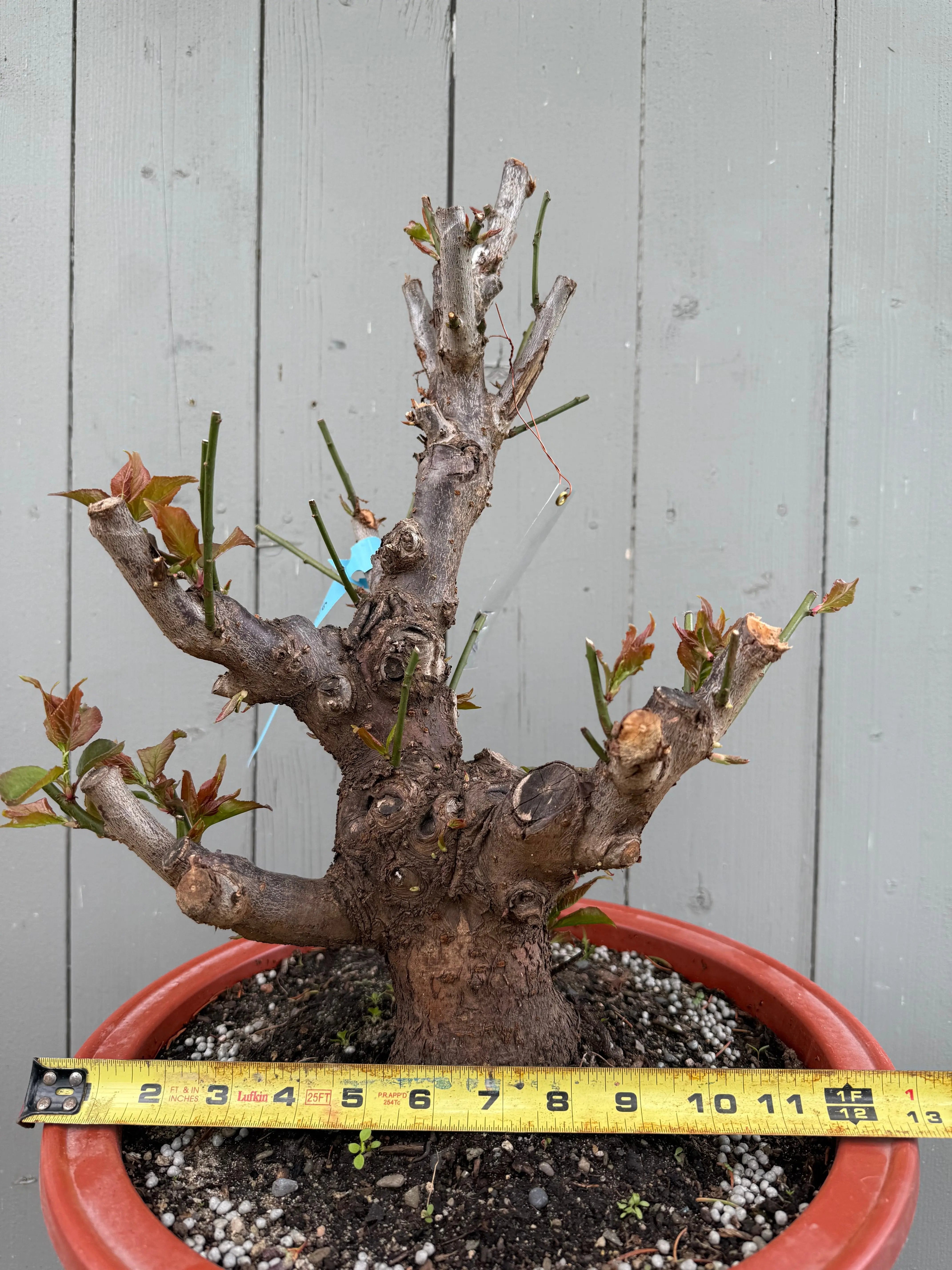 Prunus mume 'Gǔ lǐ hóng' Canada Bonsai