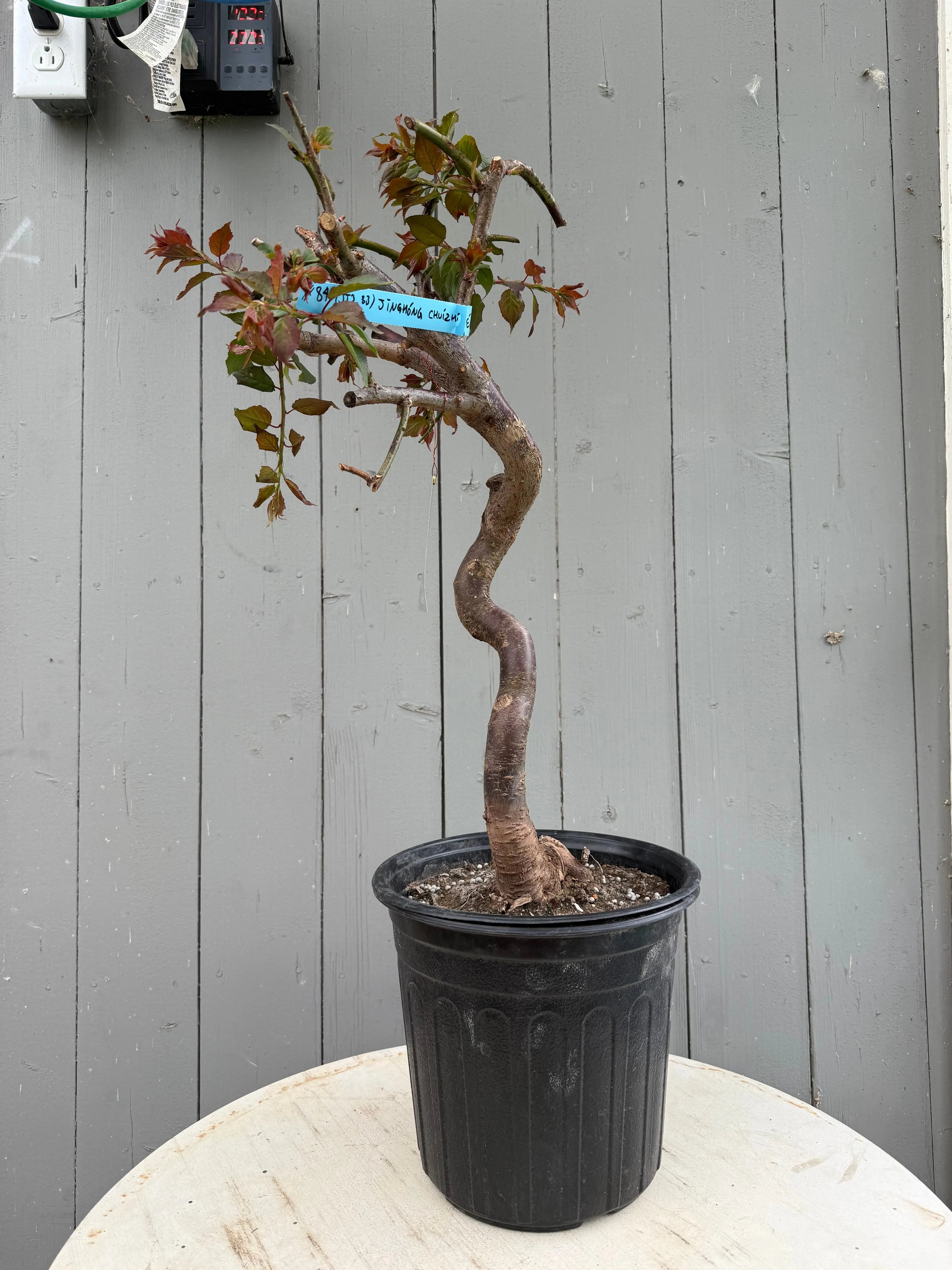Prunus mume 'Jǐnghóng chuízhīméi' (weeping) Canada Bonsai