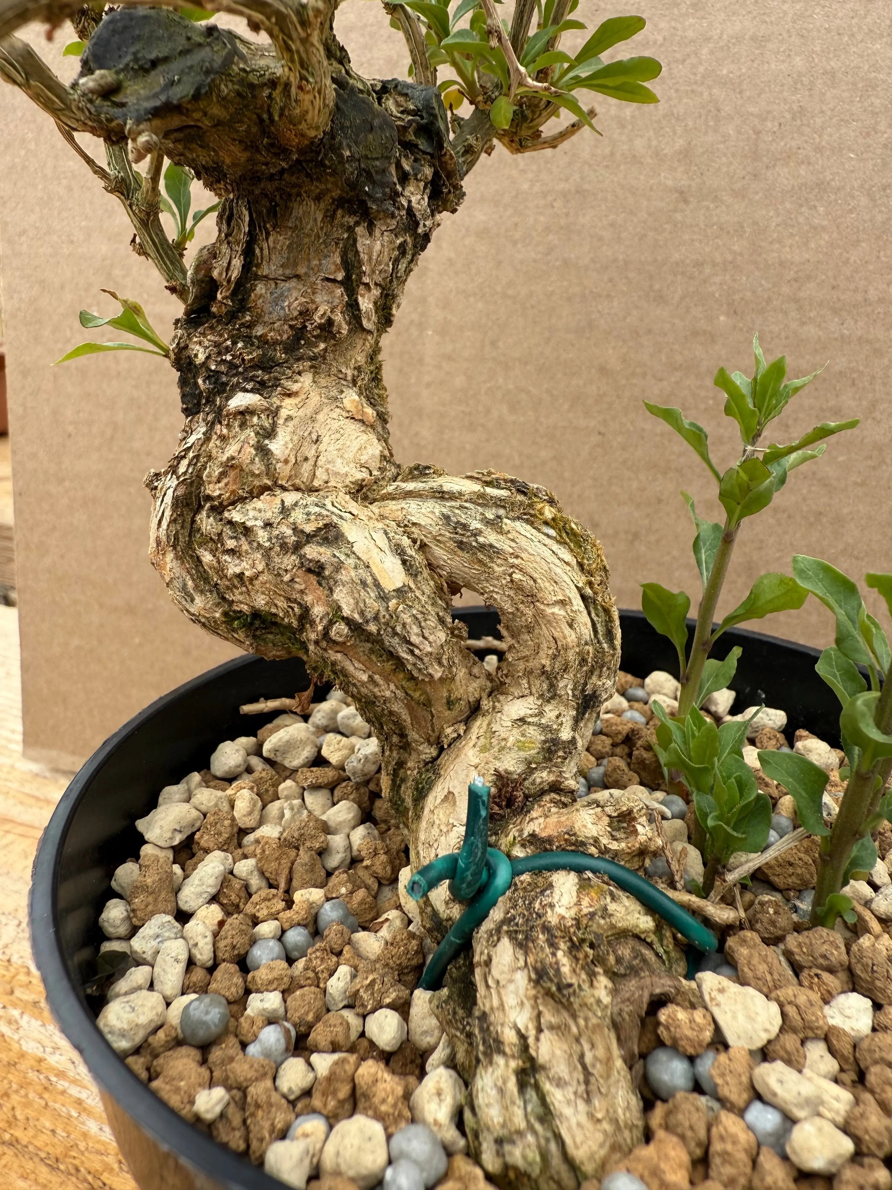 Lycium chinense (chef's choice) Canada Bonsai