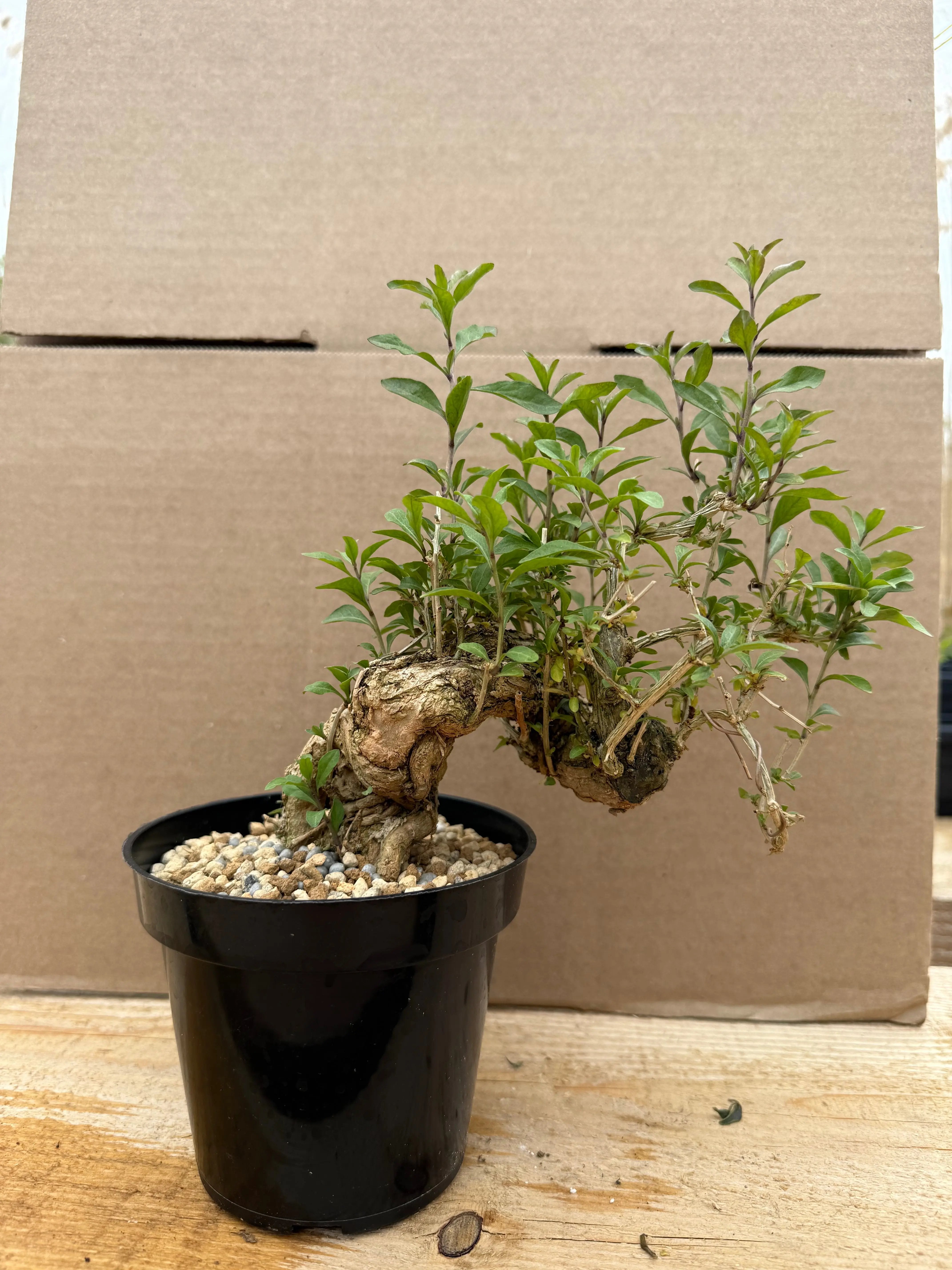 Lycium chinense (chef's choice) Canada Bonsai