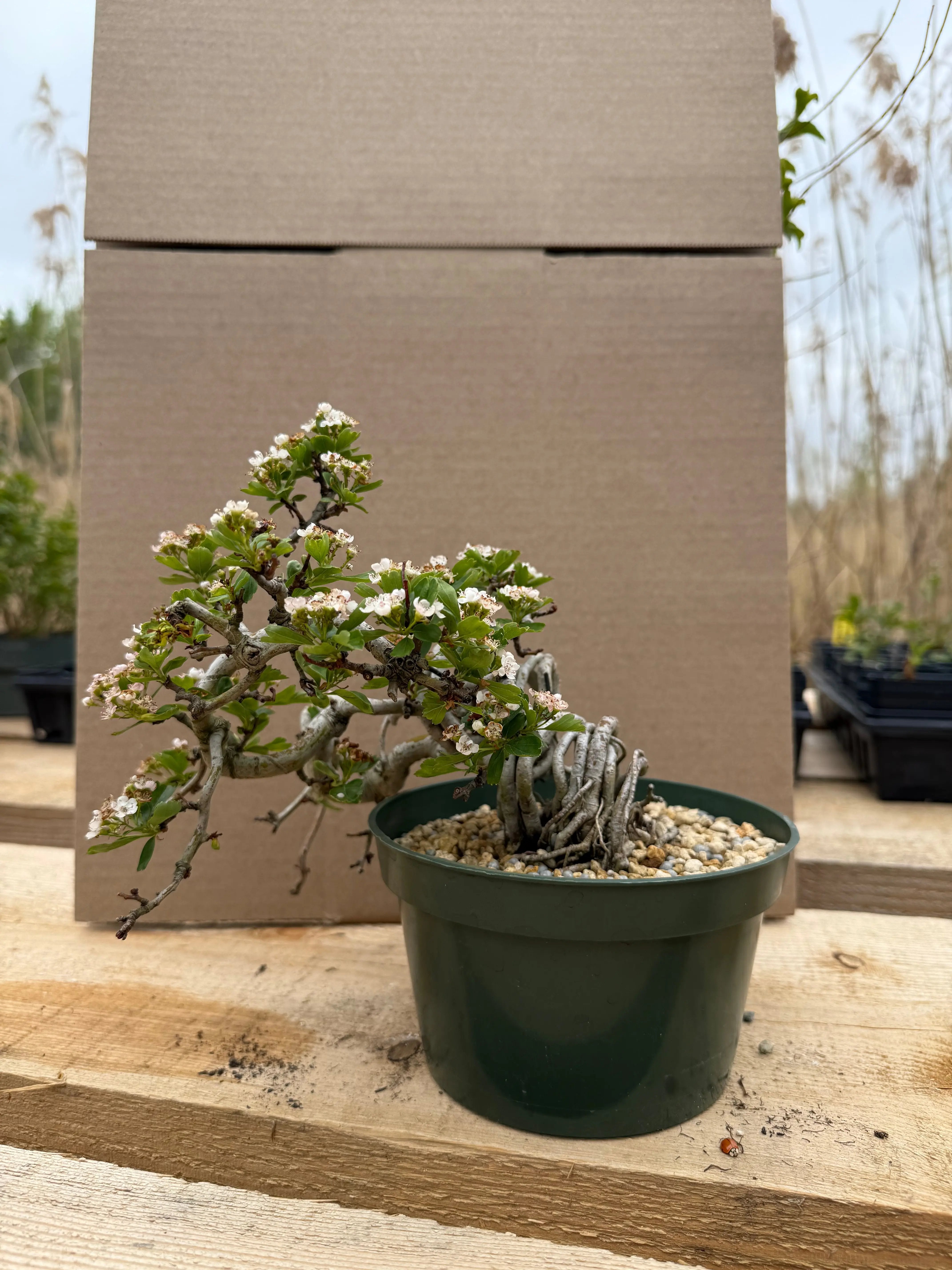 Crataegus cuneata 'Matsudaira' Canada Bonsai