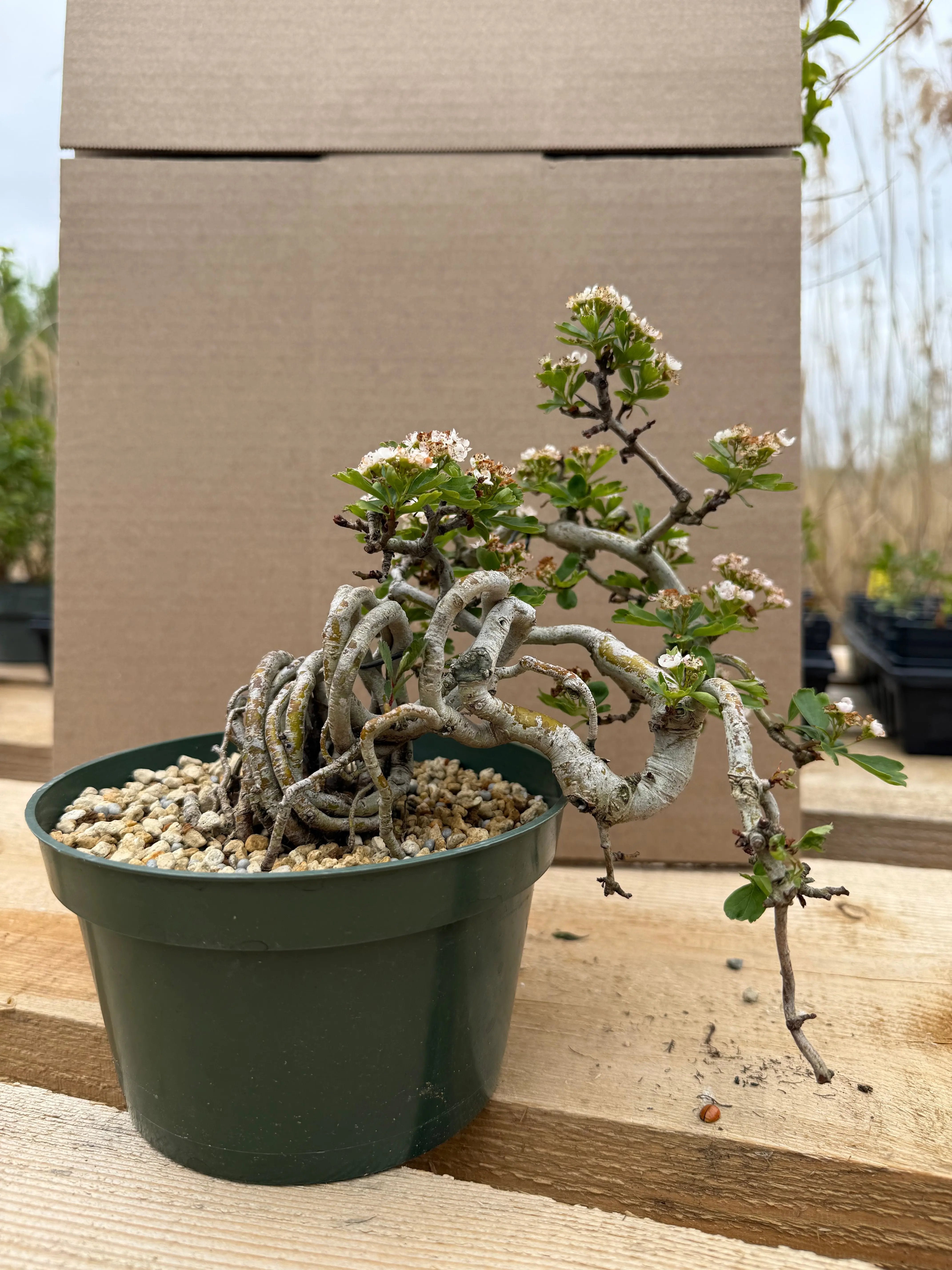 Crataegus cuneata 'Matsudaira' Canada Bonsai