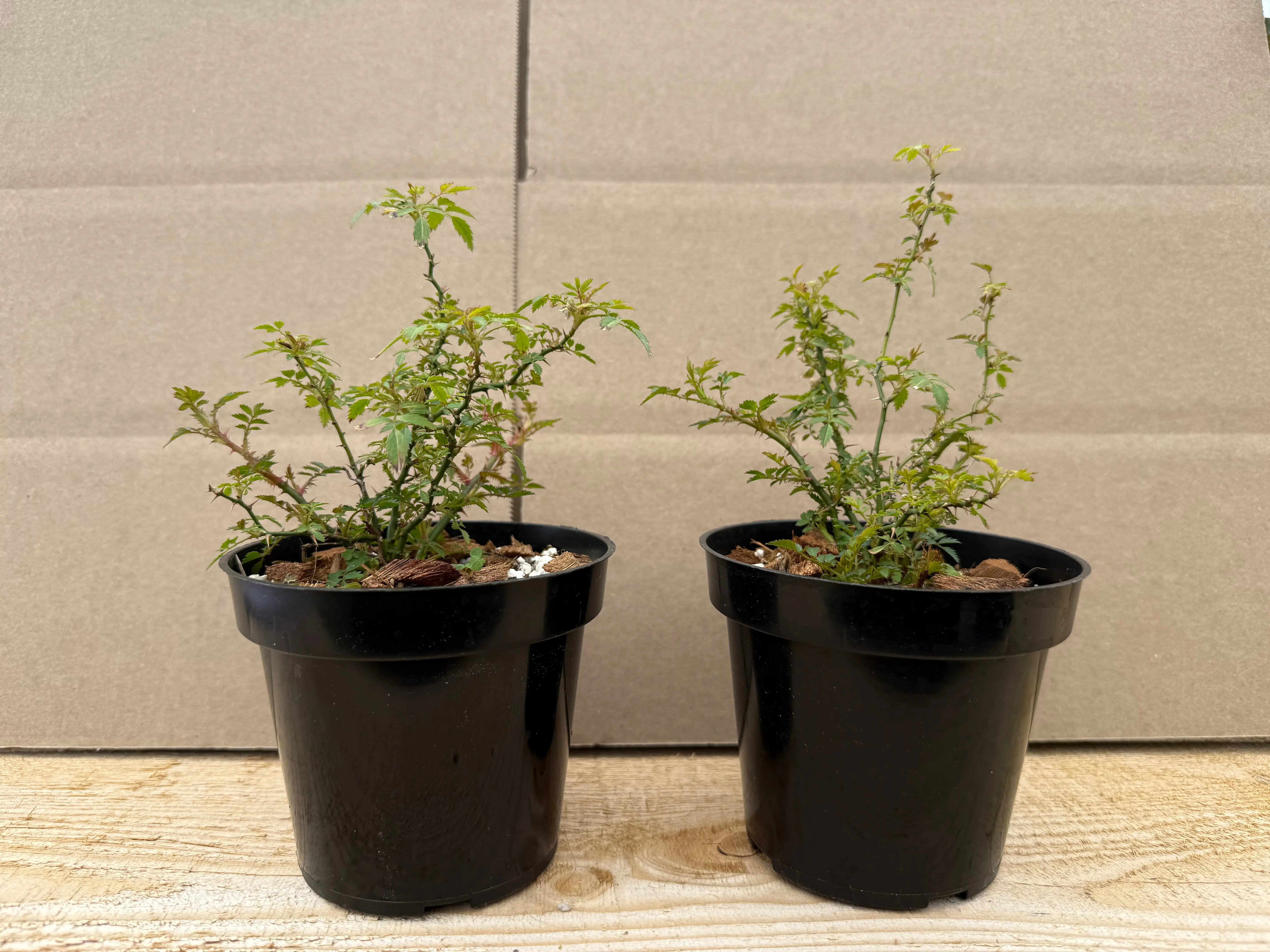 Rosa (white/pink) (medium) Canada Bonsai