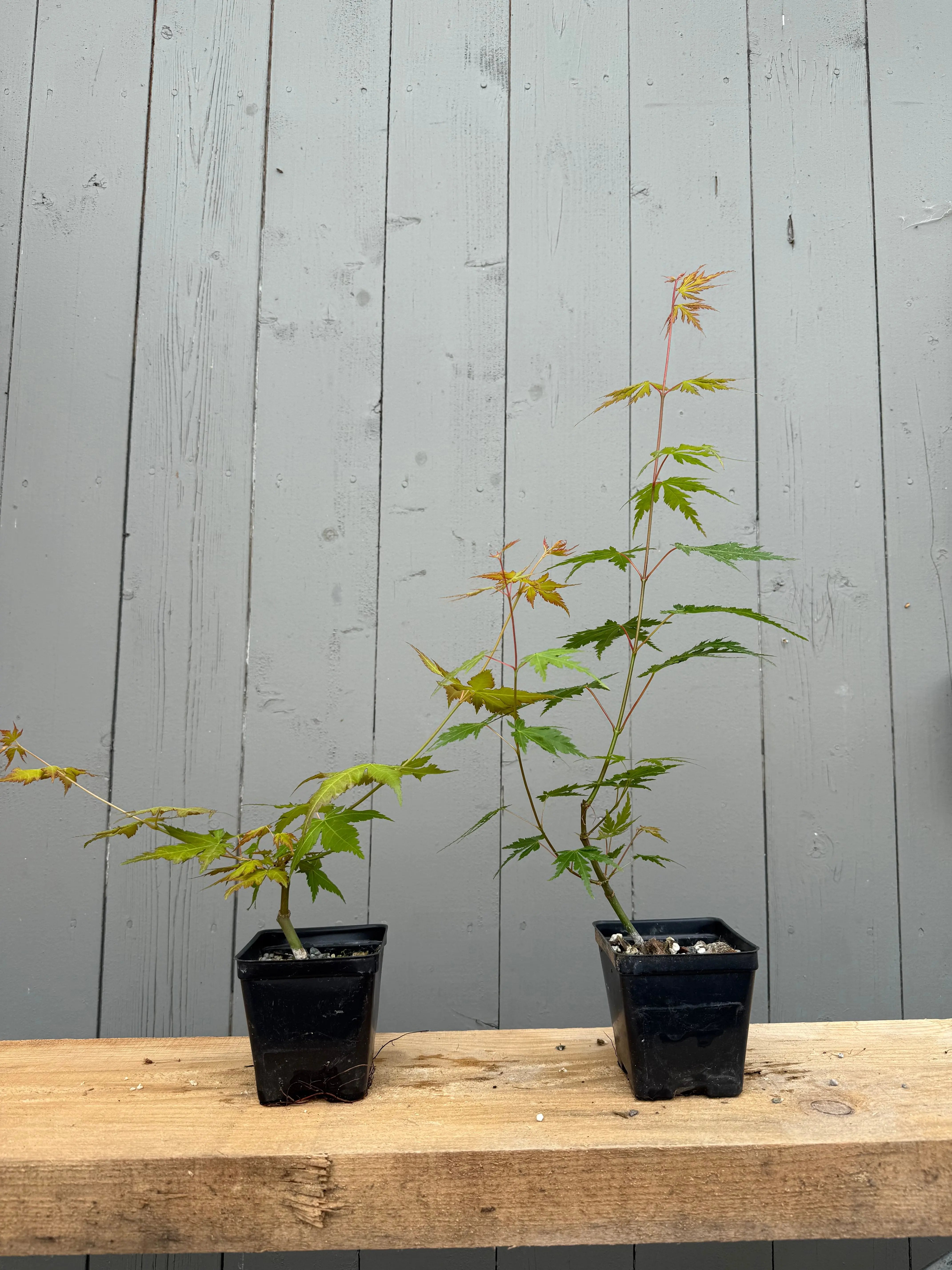 Acer palmatum 'Yves' Select' Canada Bonsai