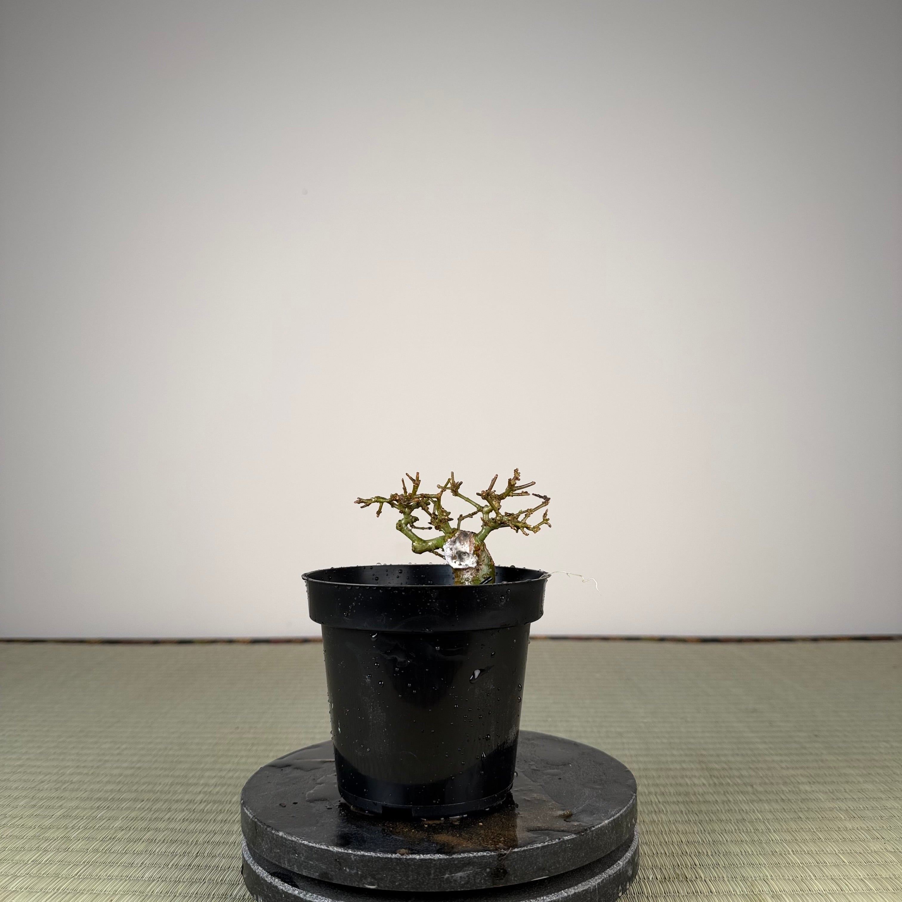Ligustrum Arakawa *Voir note*