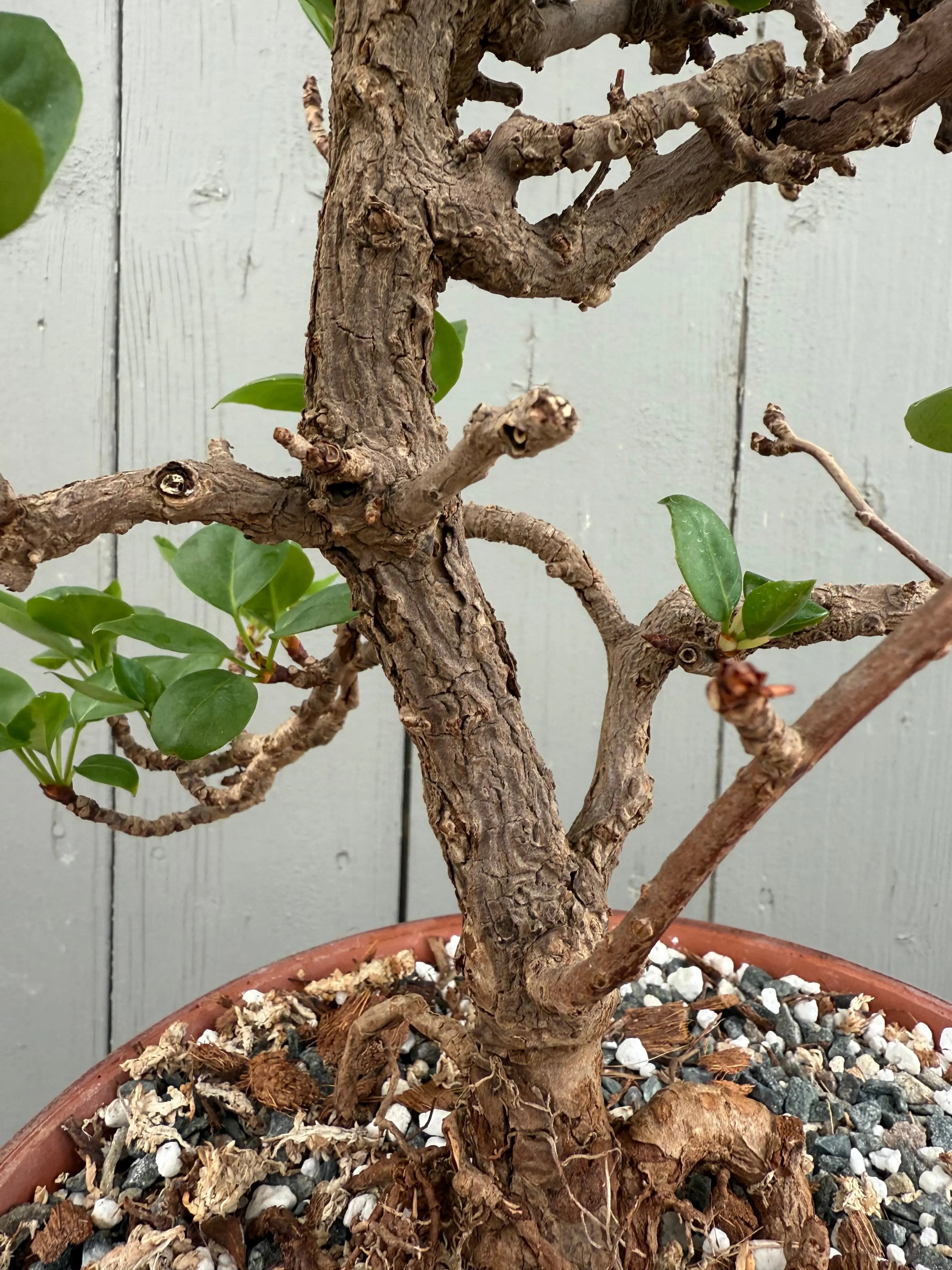 Actinidia arguta Canada Bonsai