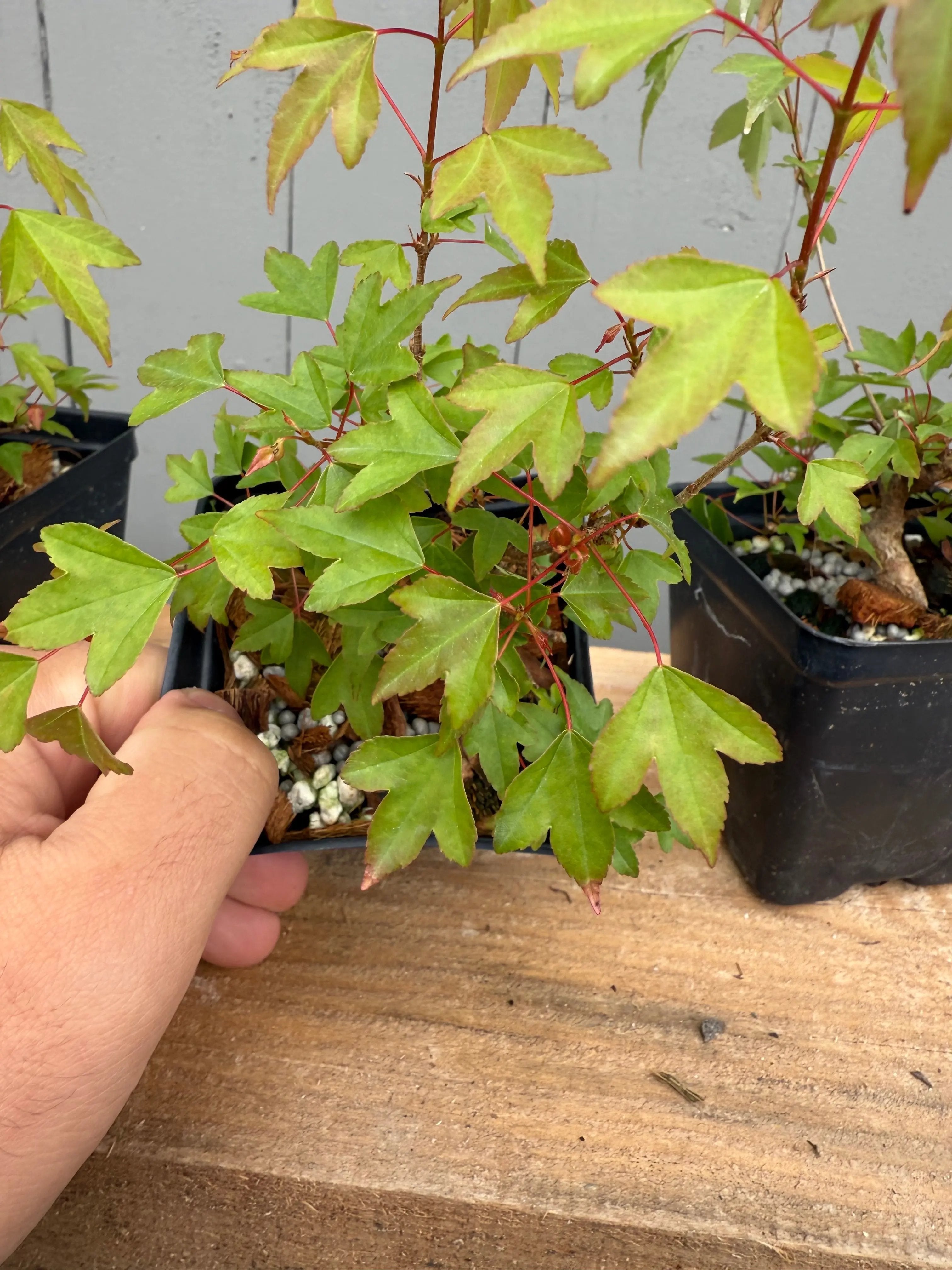 Acer buergerianum (small leaf strain) Canada Bonsai