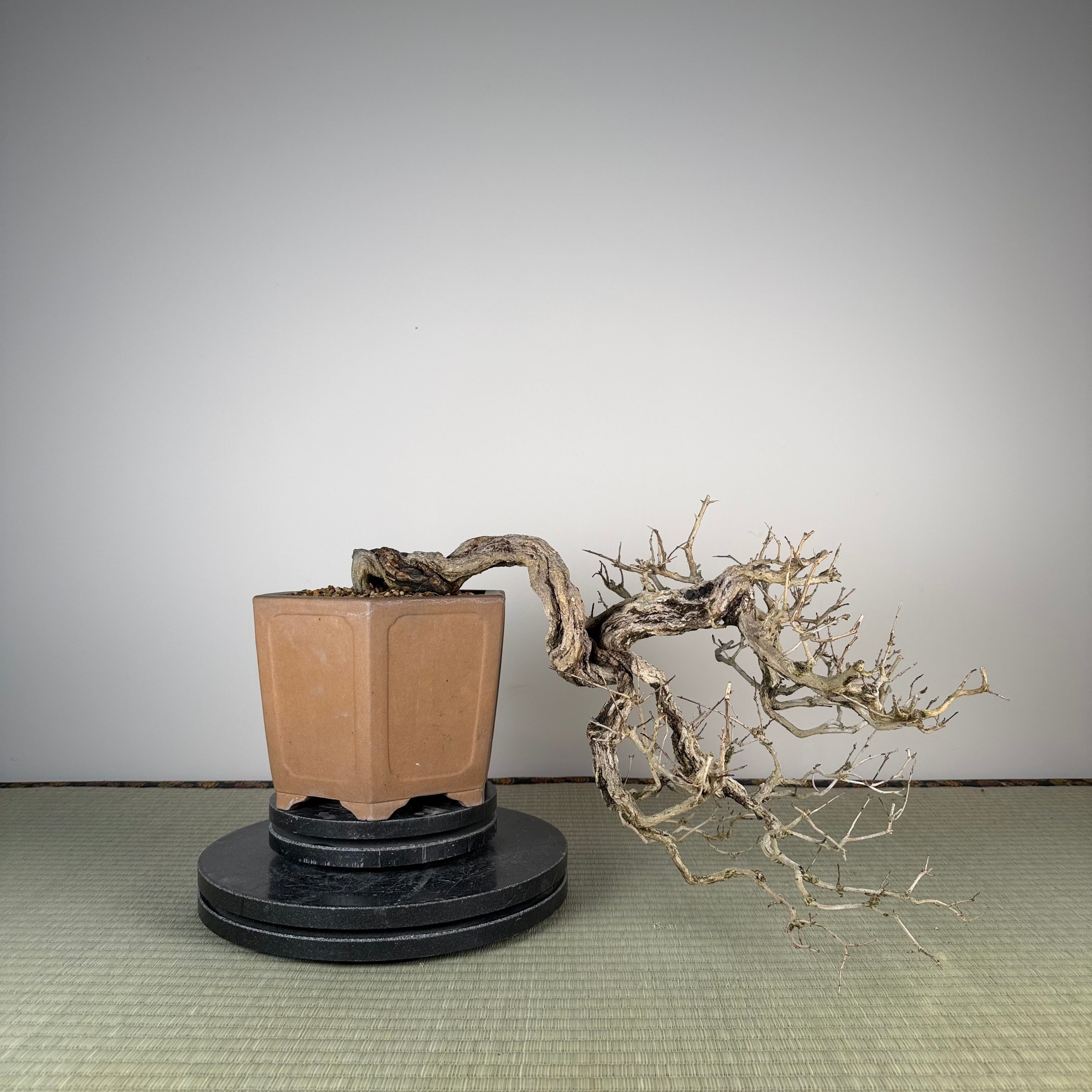 Punica granatum