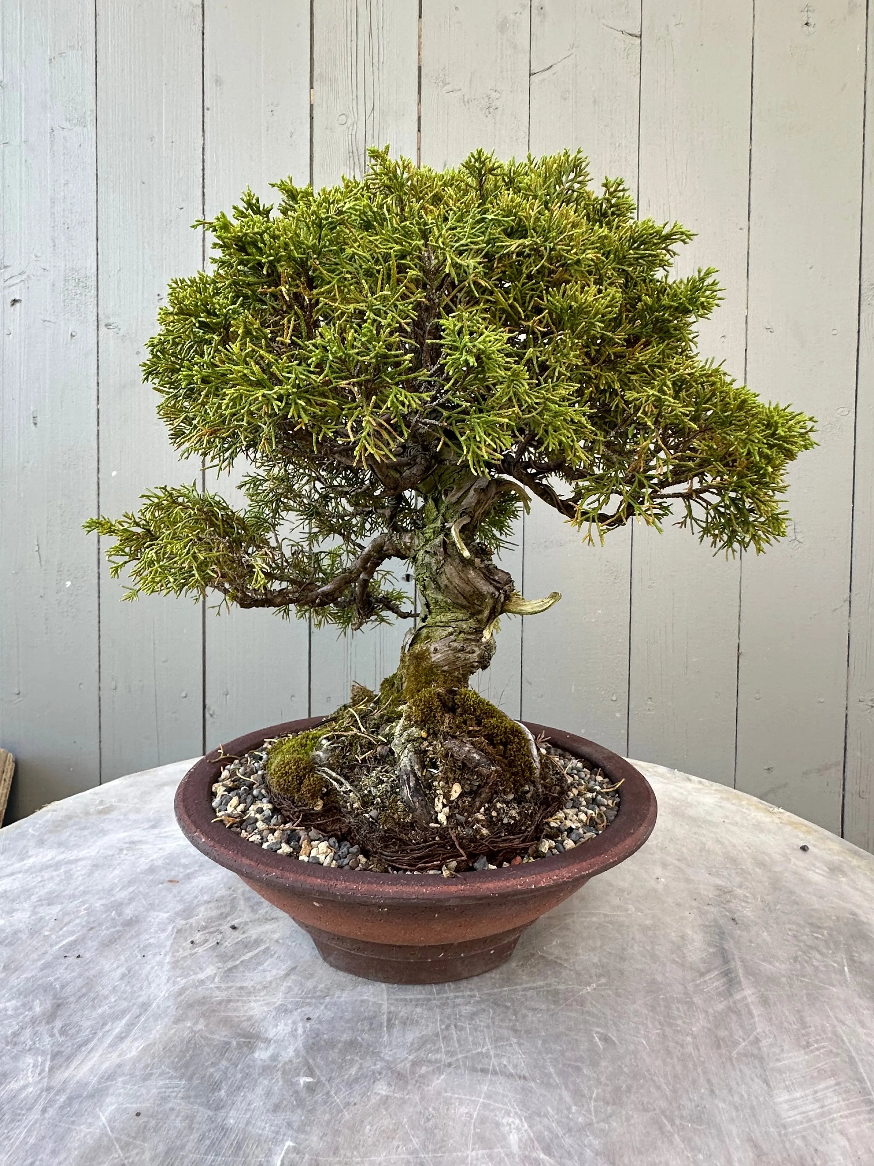 Juniper Itoigawa Canada Bonsai
