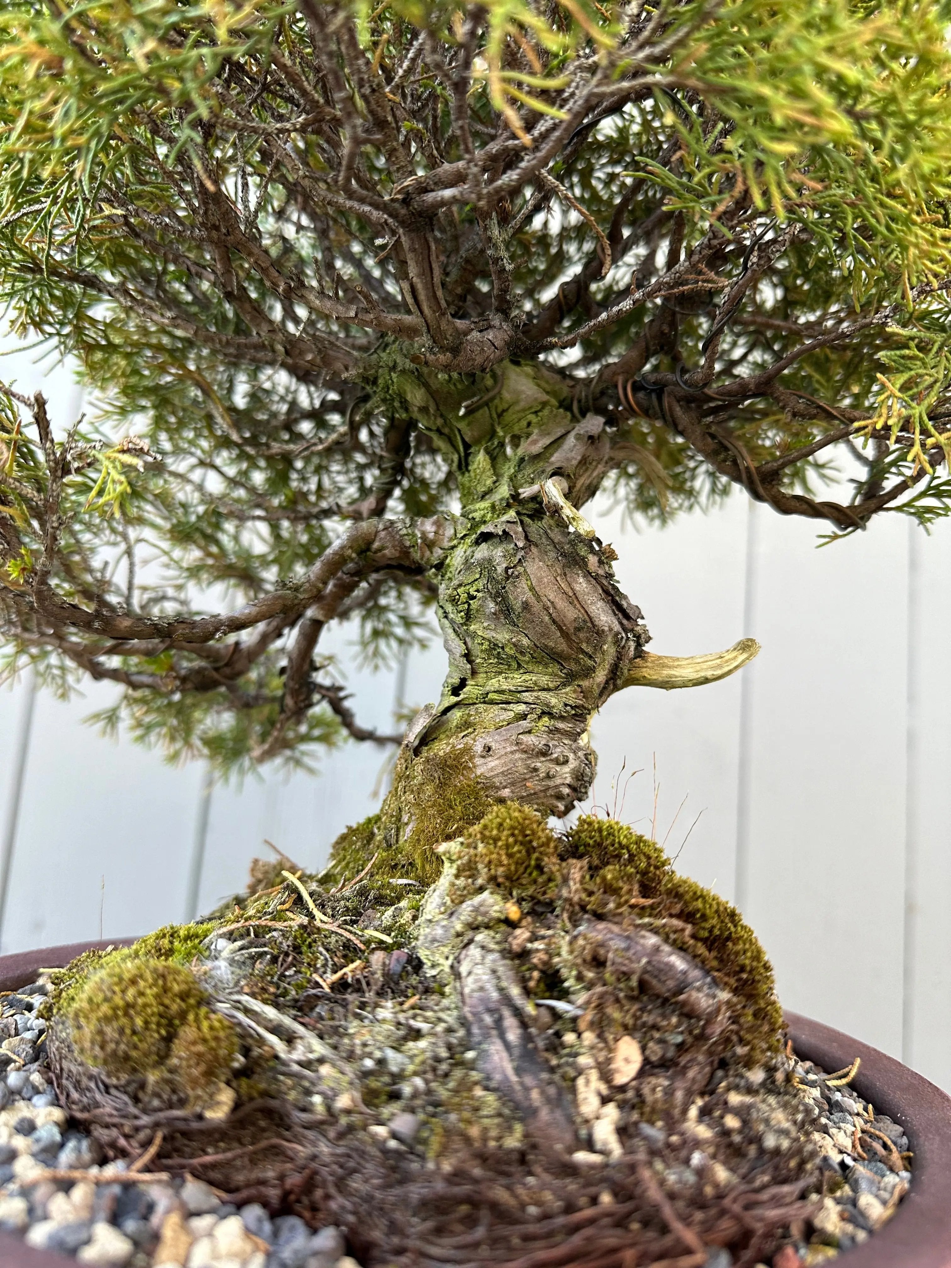 Juniper Itoigawa Canada Bonsai