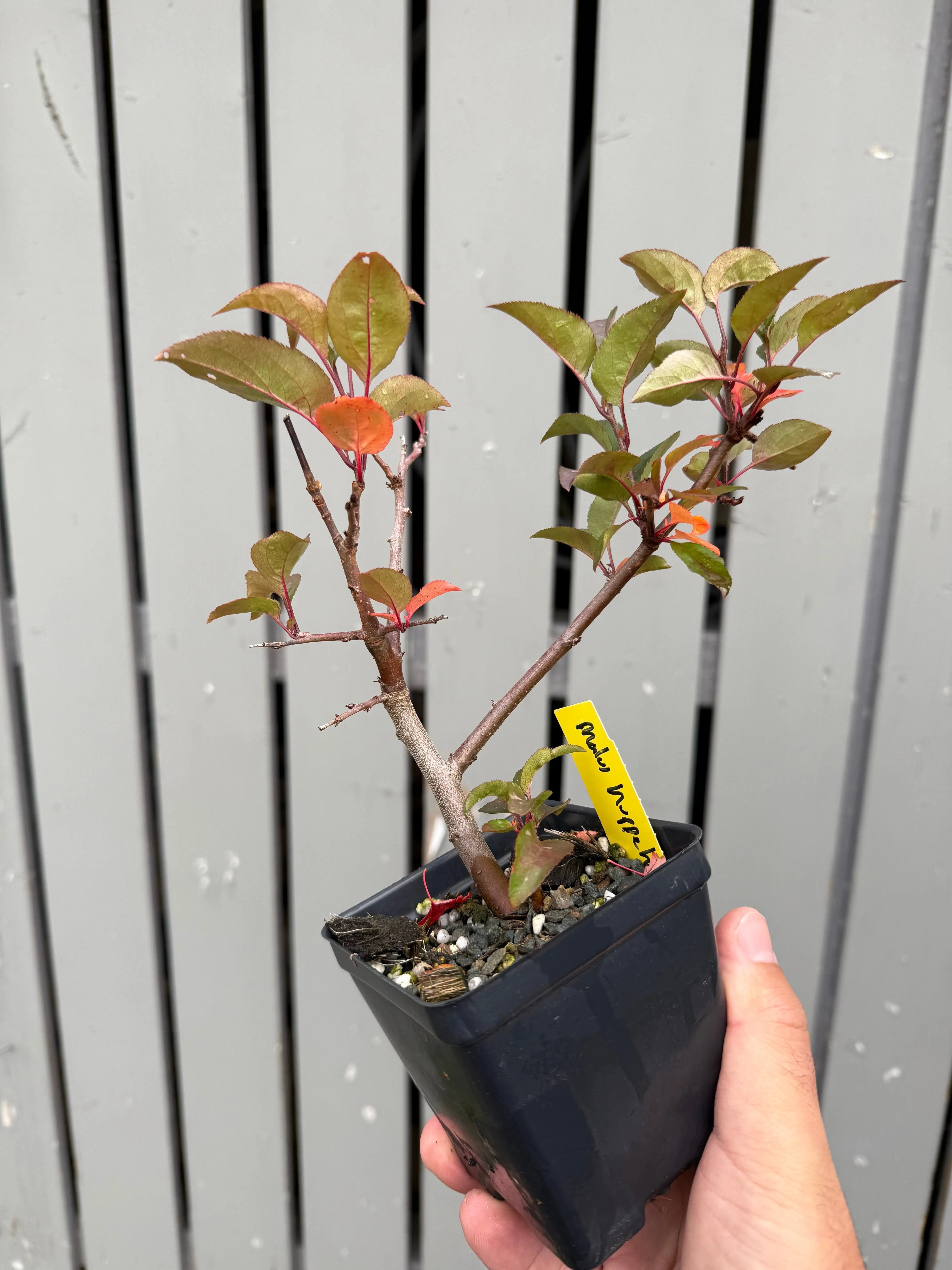 Malus hupehensis #2 Canada Bonsai