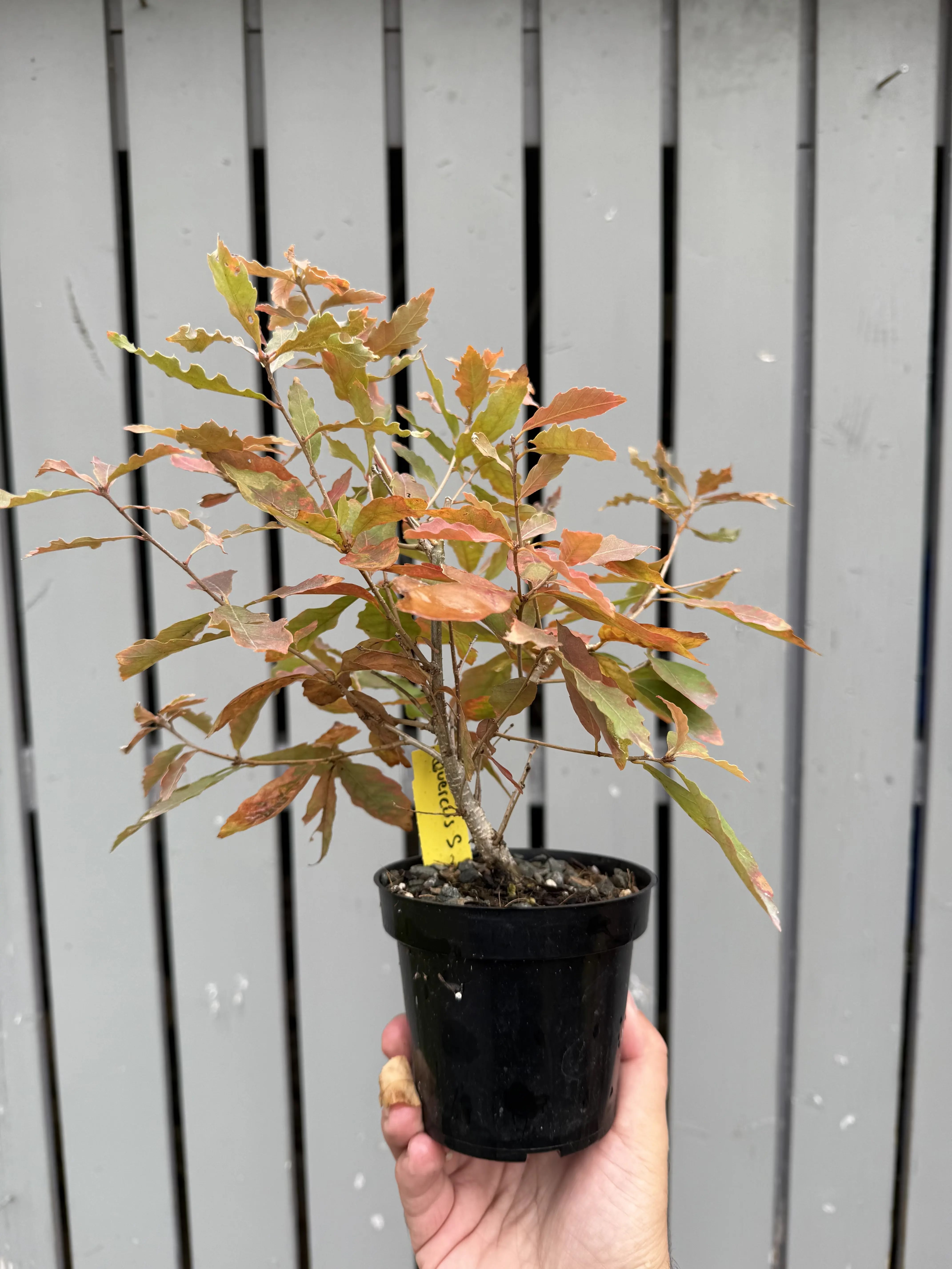 Quercus Serrata #8 Canada Bonsai