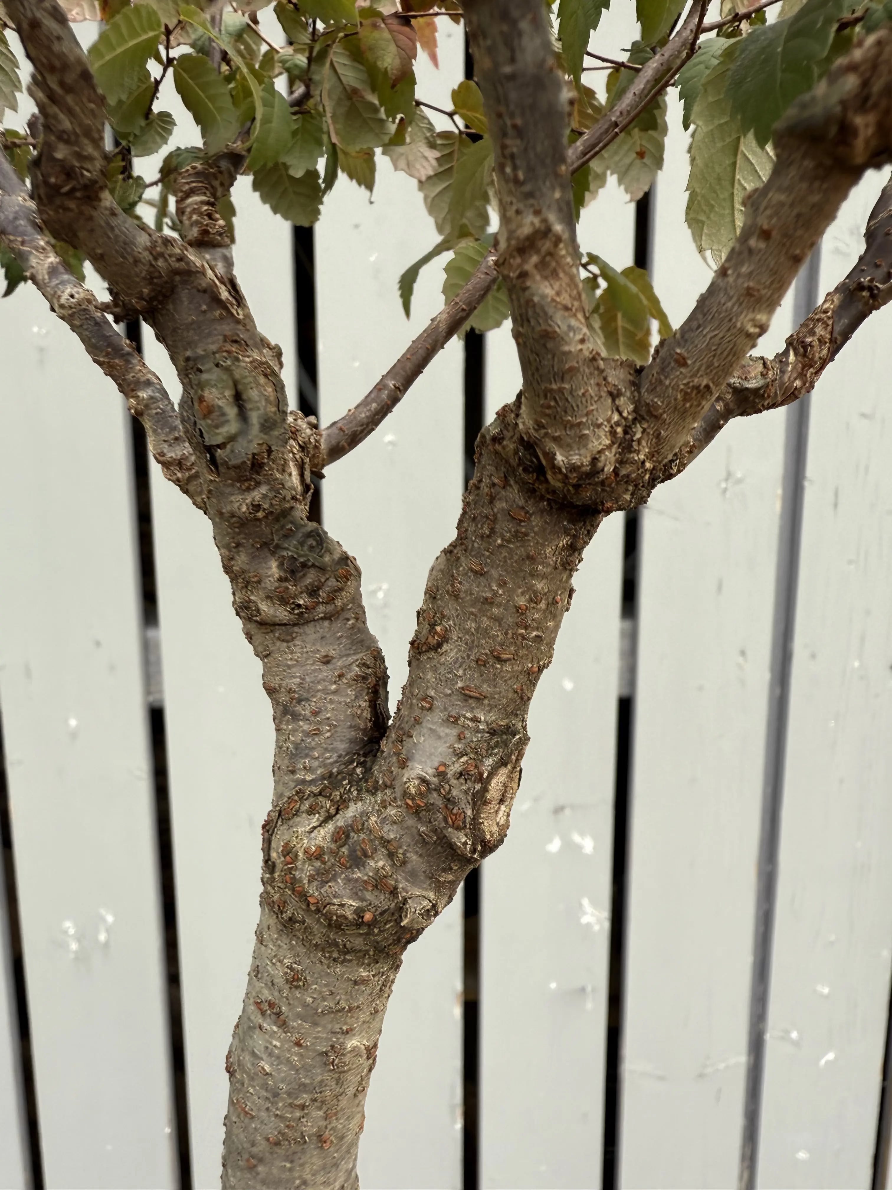 Zelkova serrata #8 Canada Bonsai