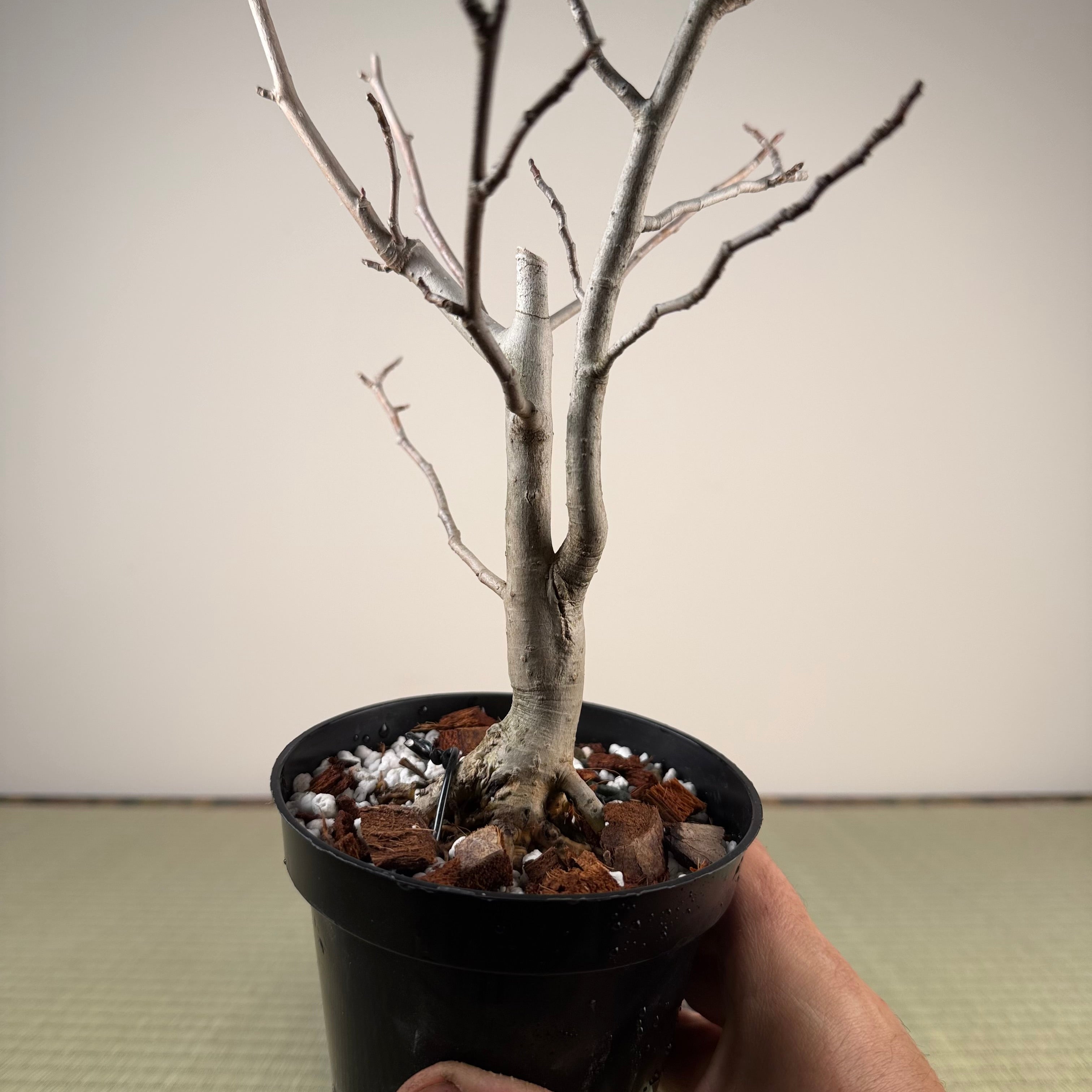Magnolia
