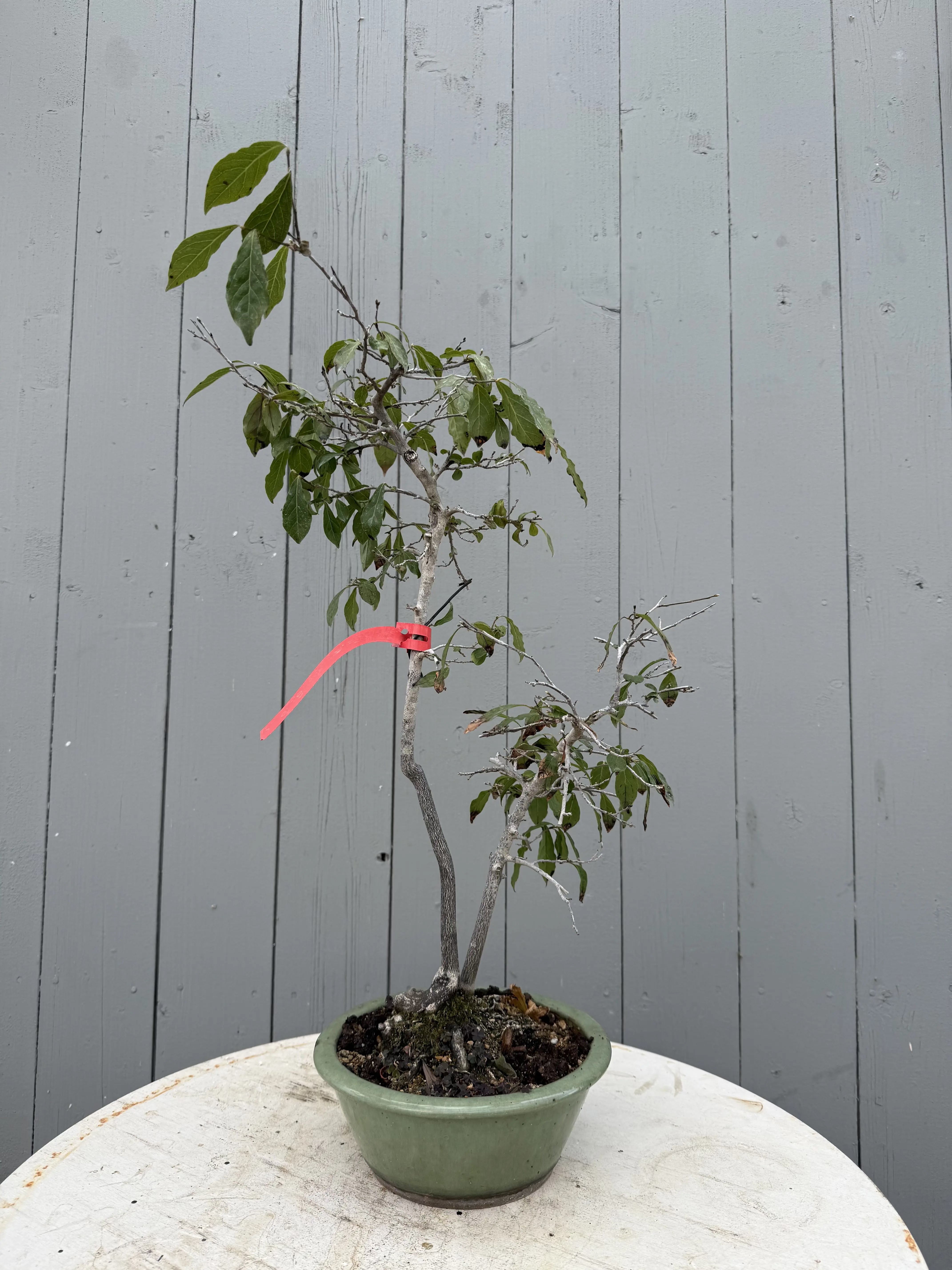 Diopsyros rhombifolia Canada Bonsai