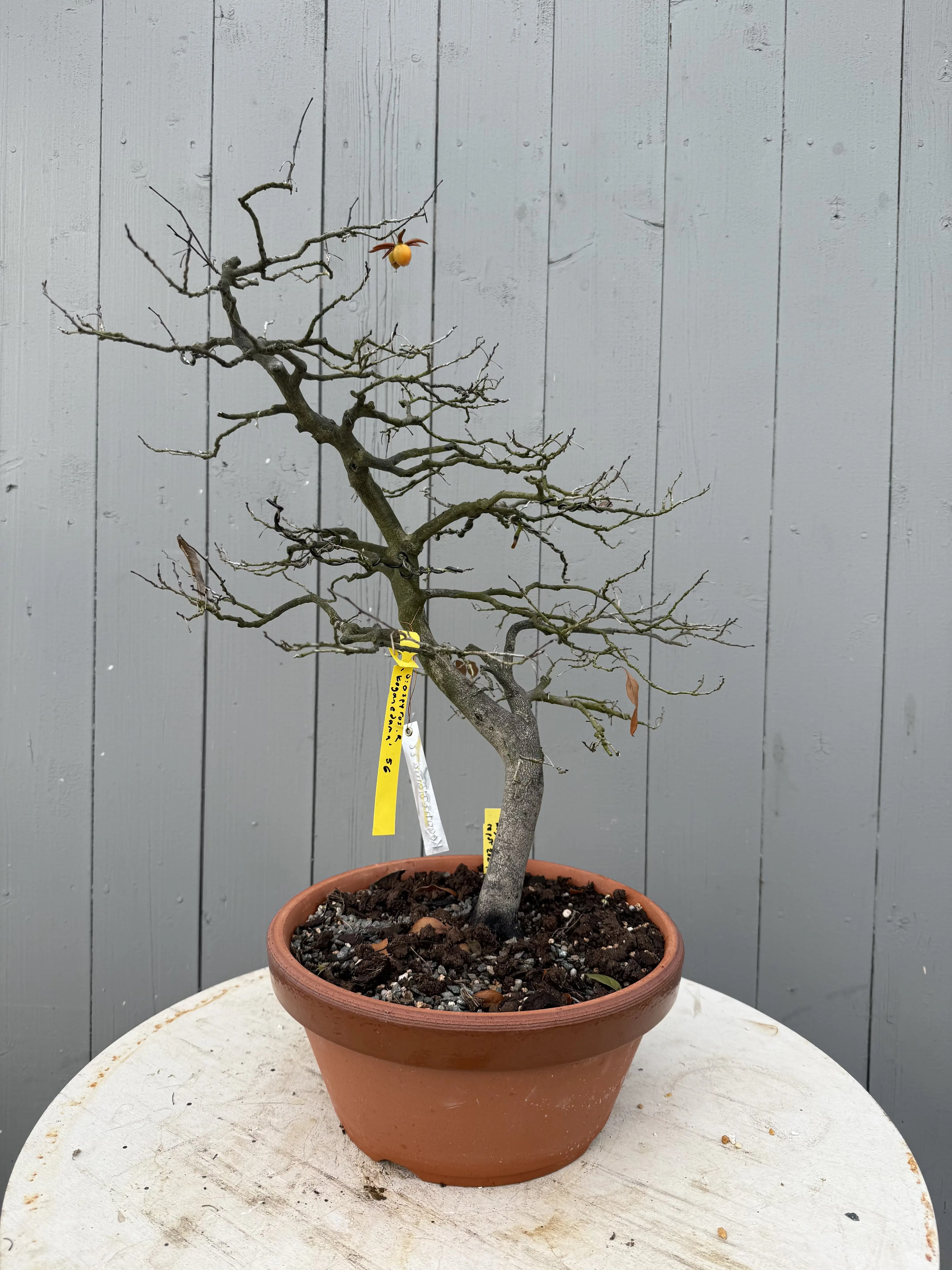 Diopsyros rhombifolia 'Koganedama' Canada Bonsai