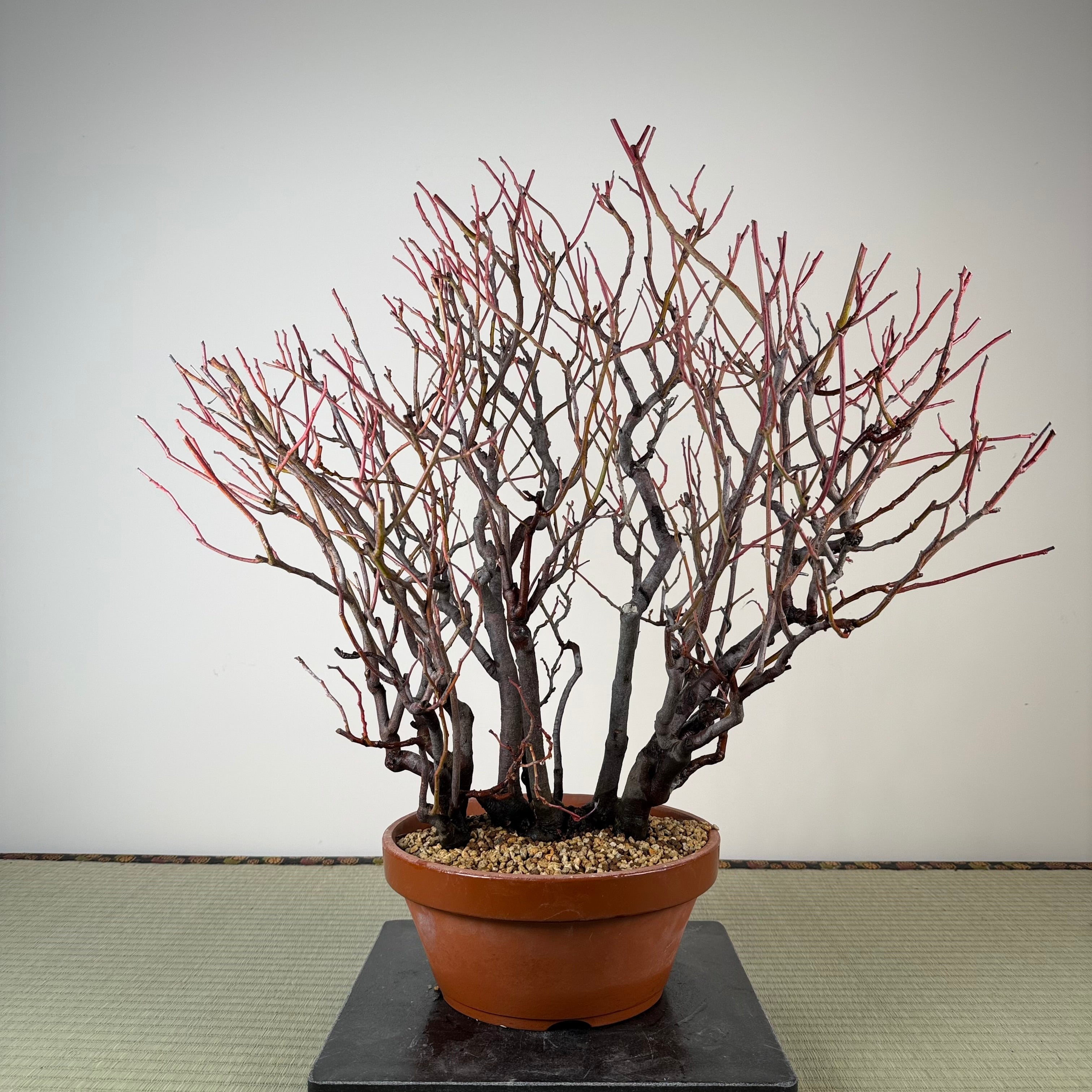 Itea japonica