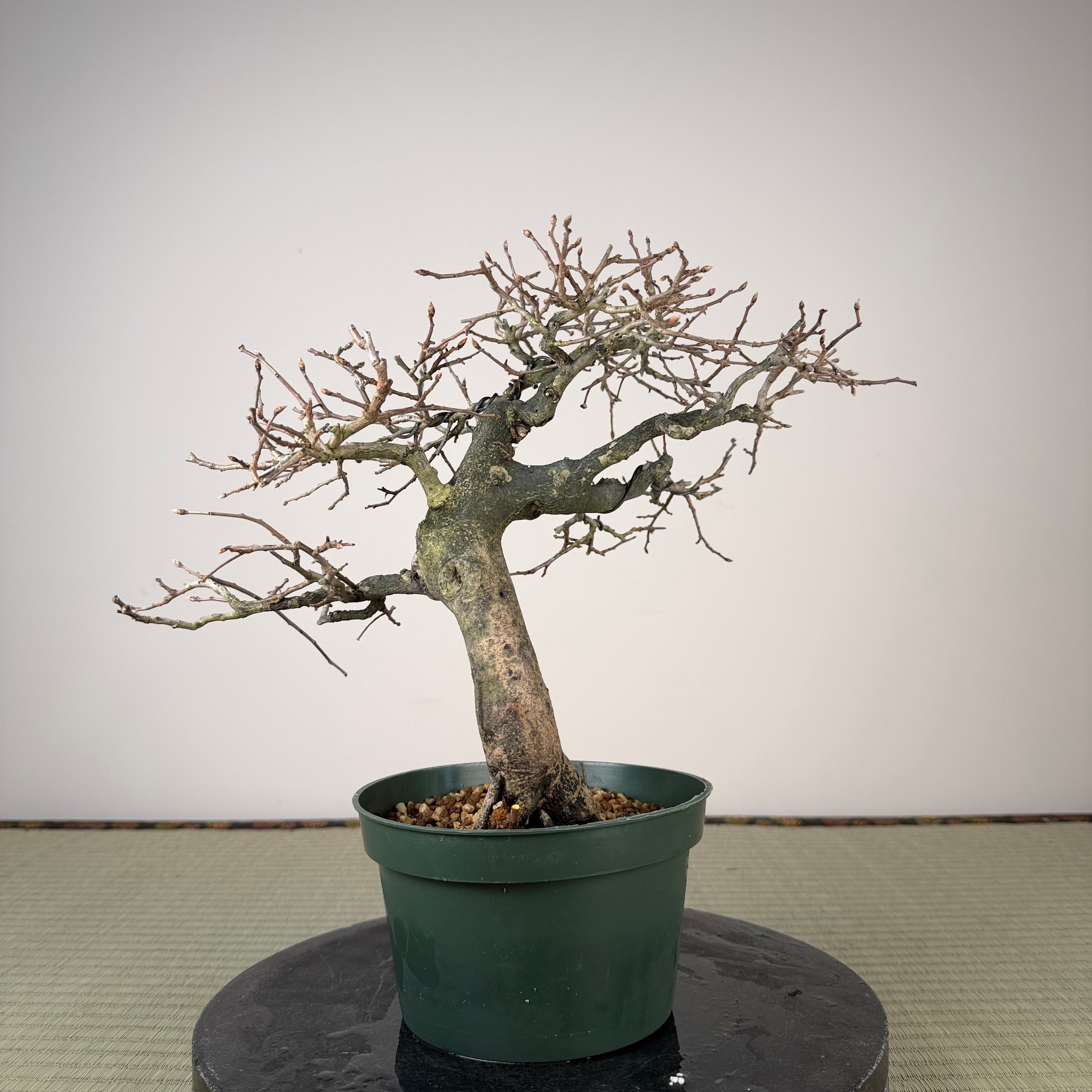 Diospyros rhombifolia