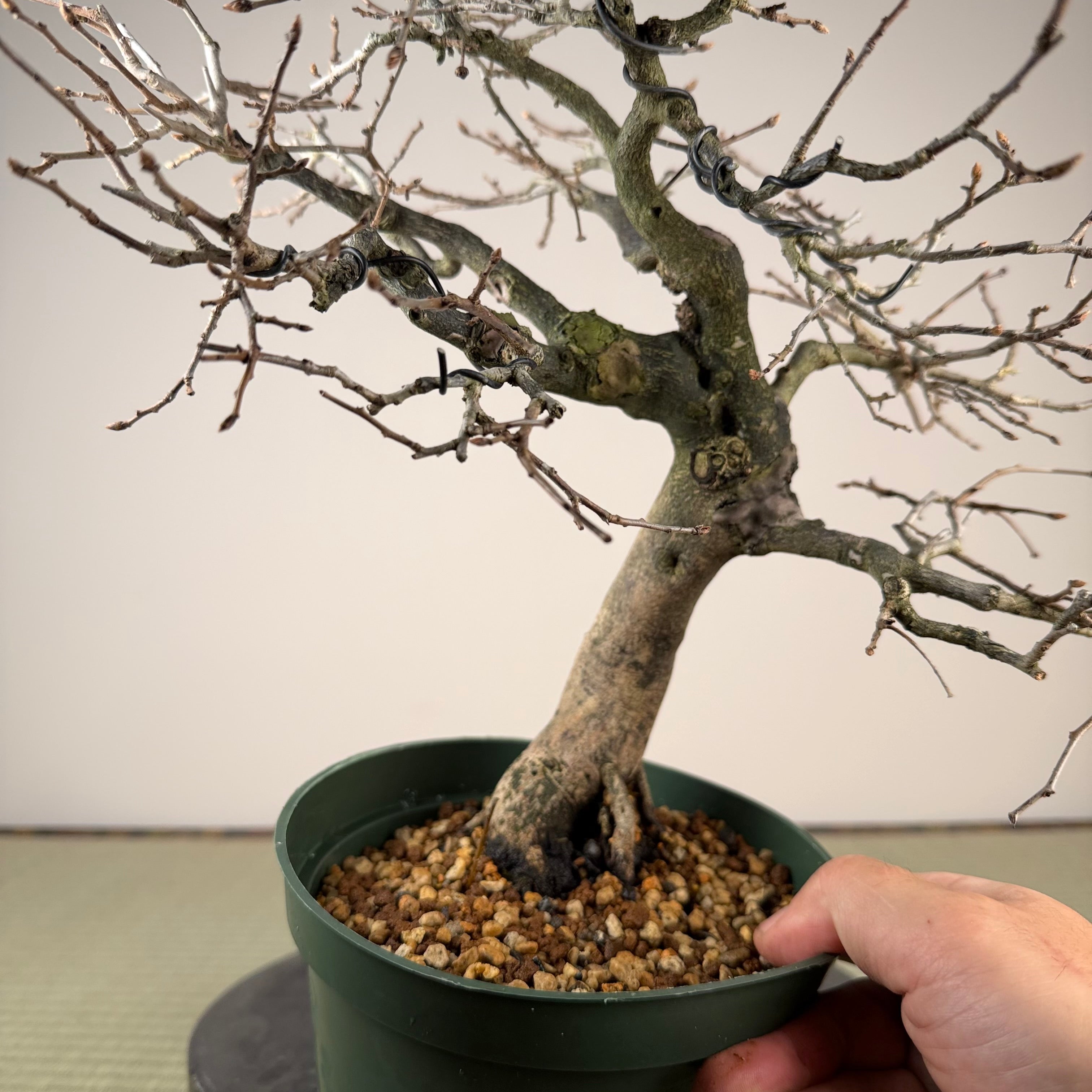 Diospyros rhombifolia