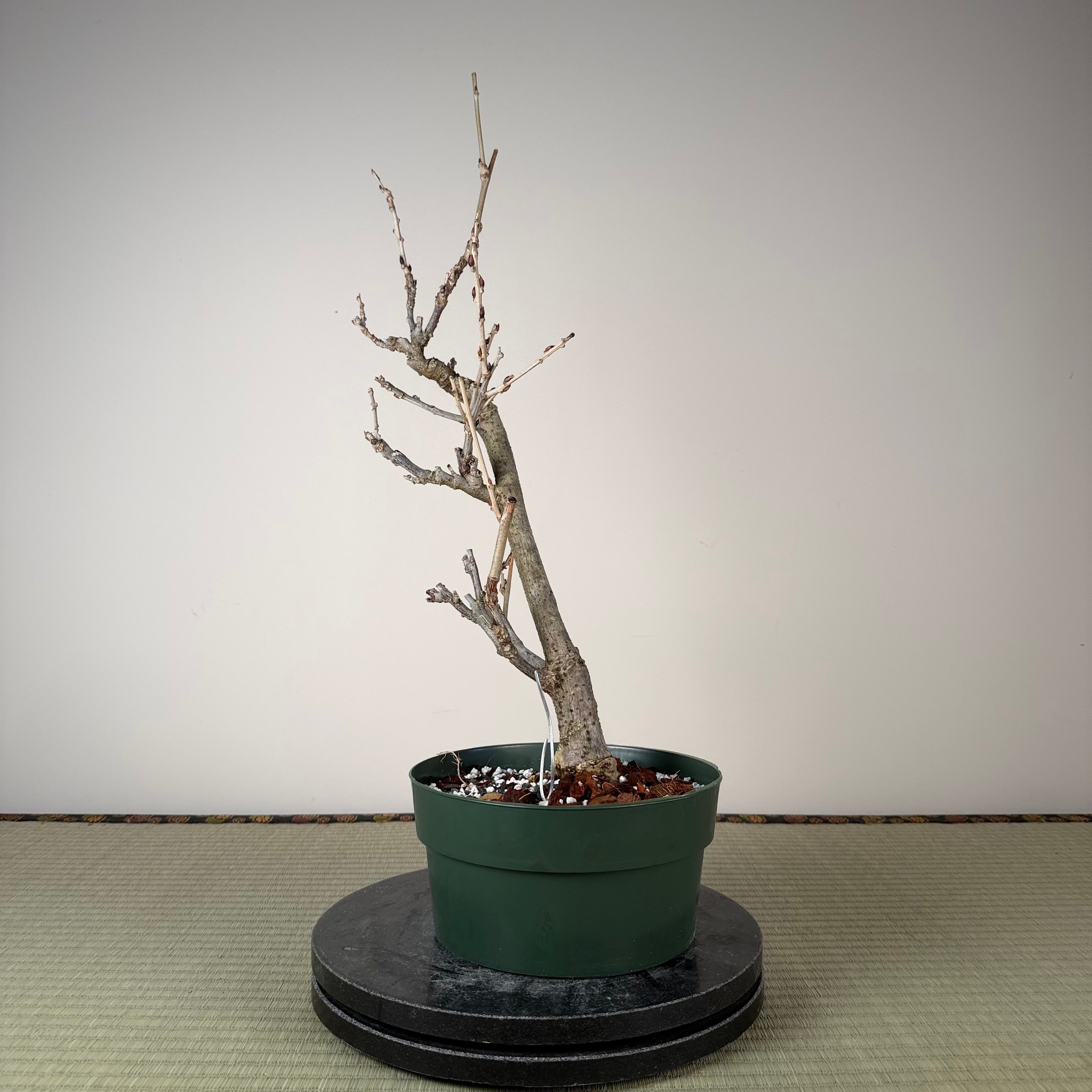 Glycine floribunda (blanche)