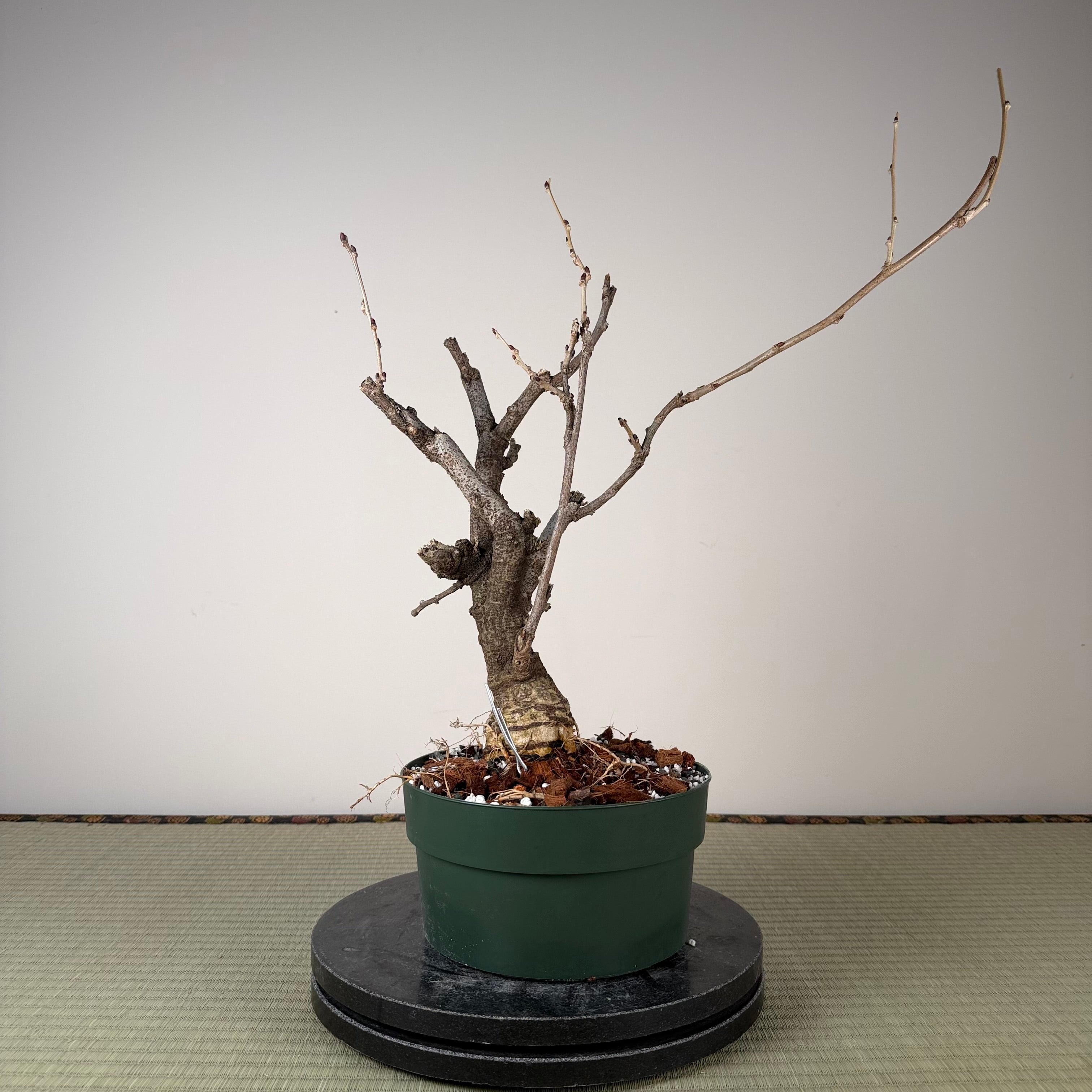 Glycine floribunda