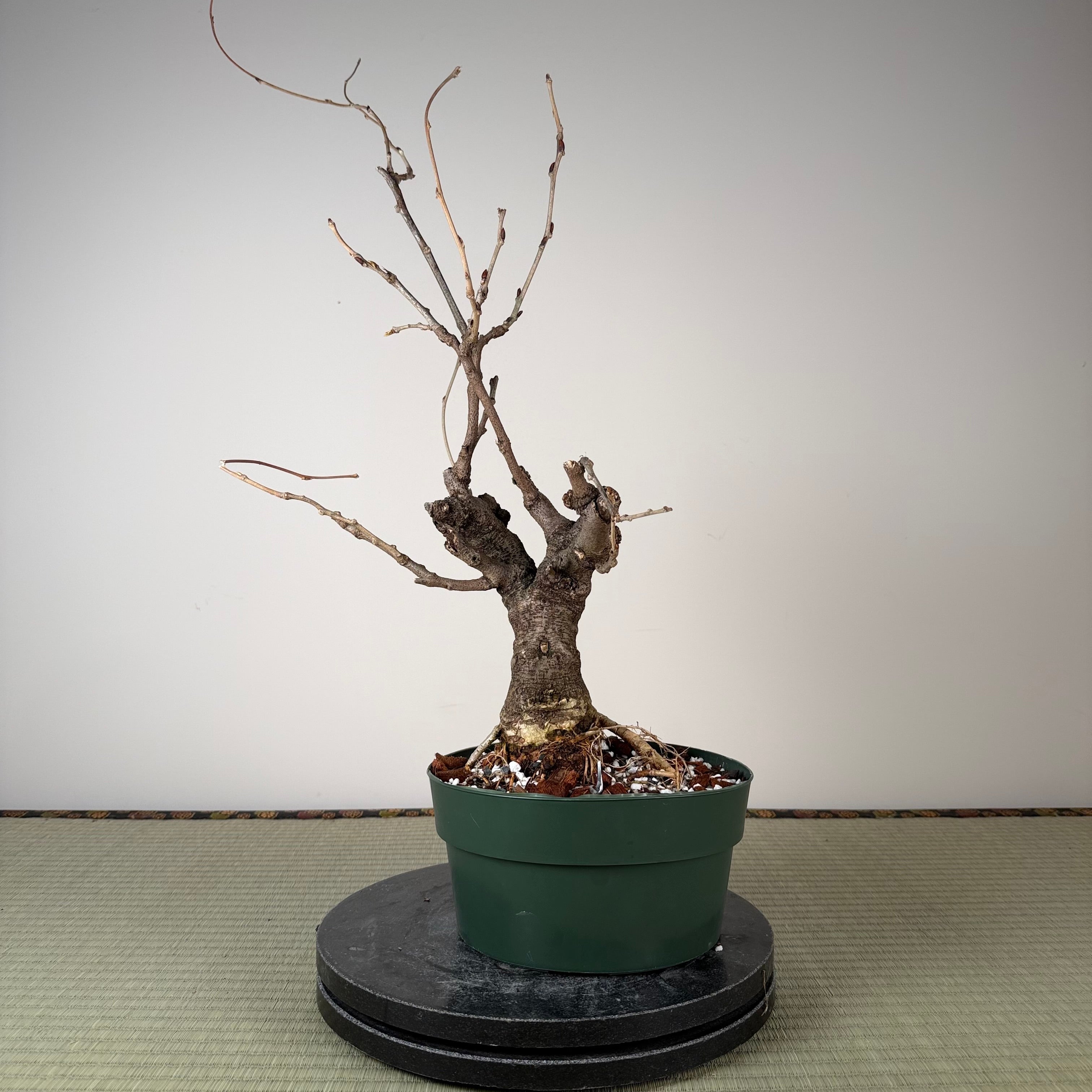 Glycine floribunda