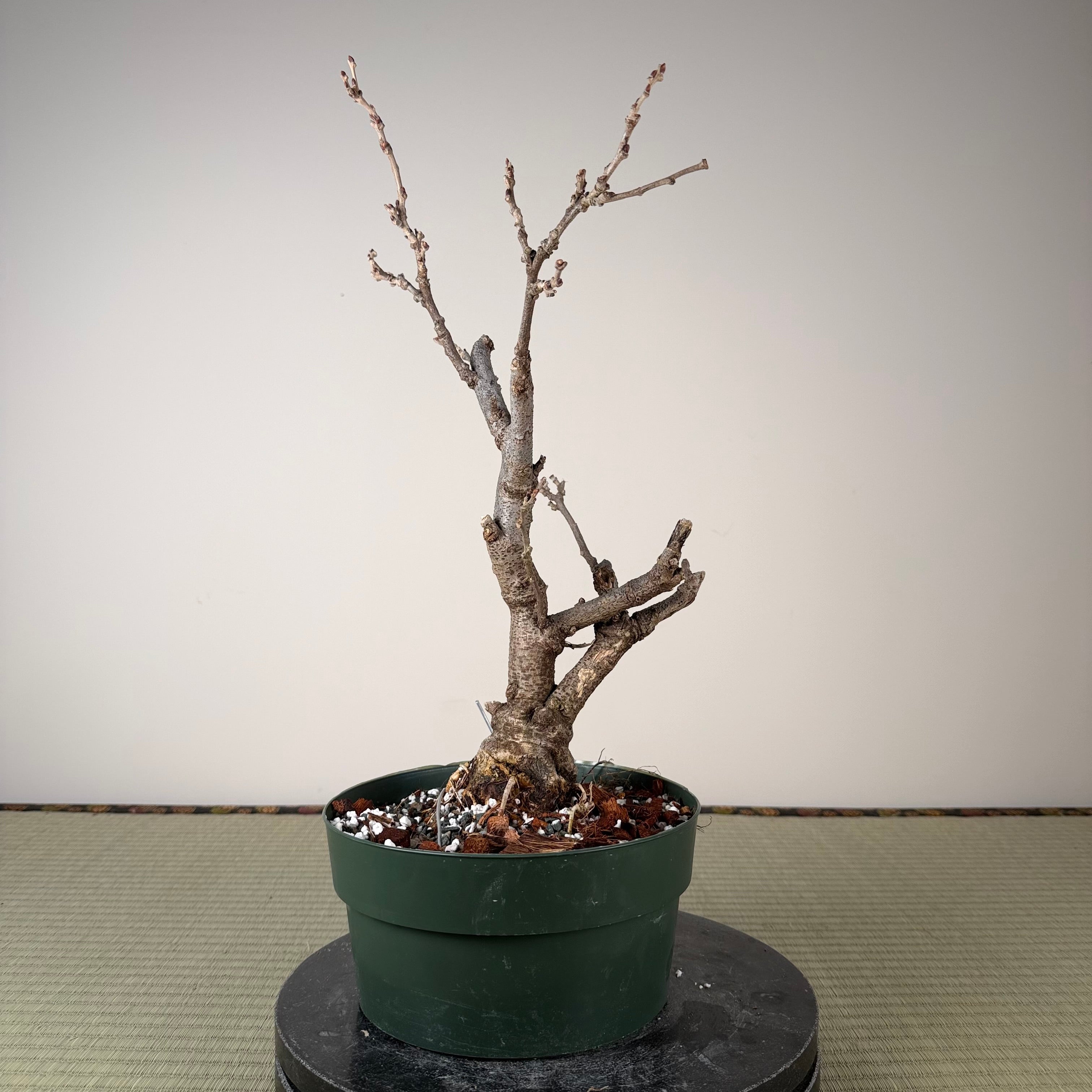 Glycine floribunda