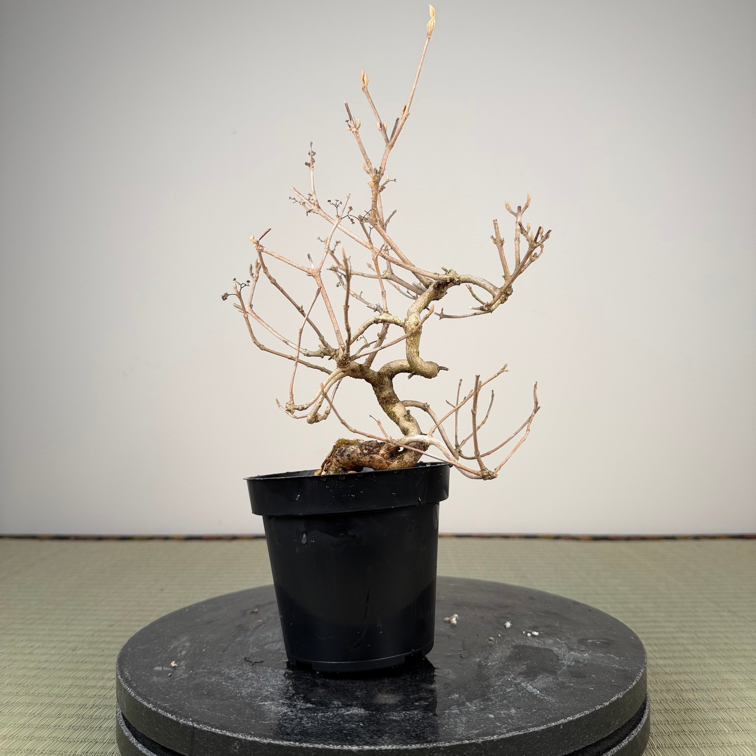 Callicarpa japonica (Toyoda-san)