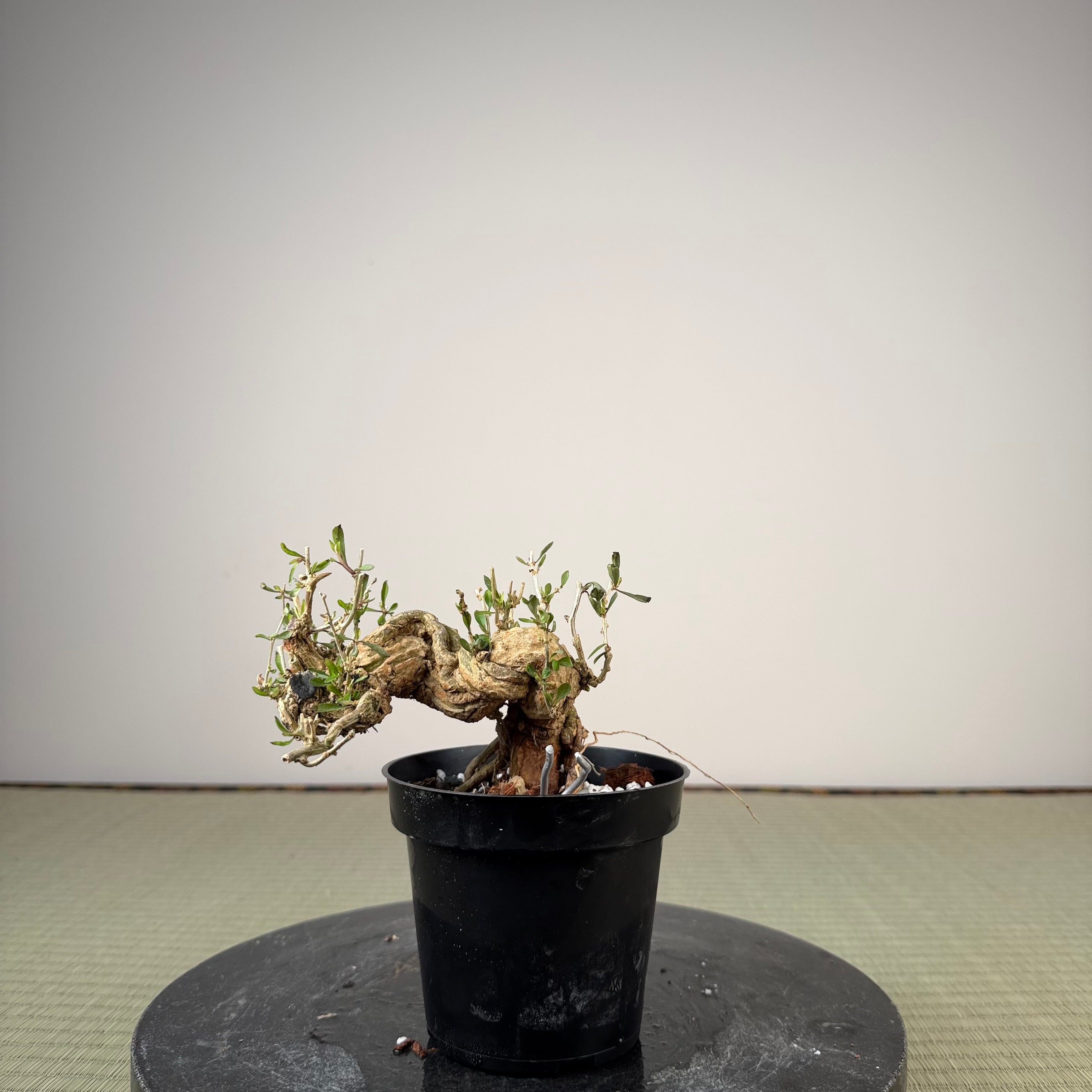Lycium chinense (au choix du chef)
