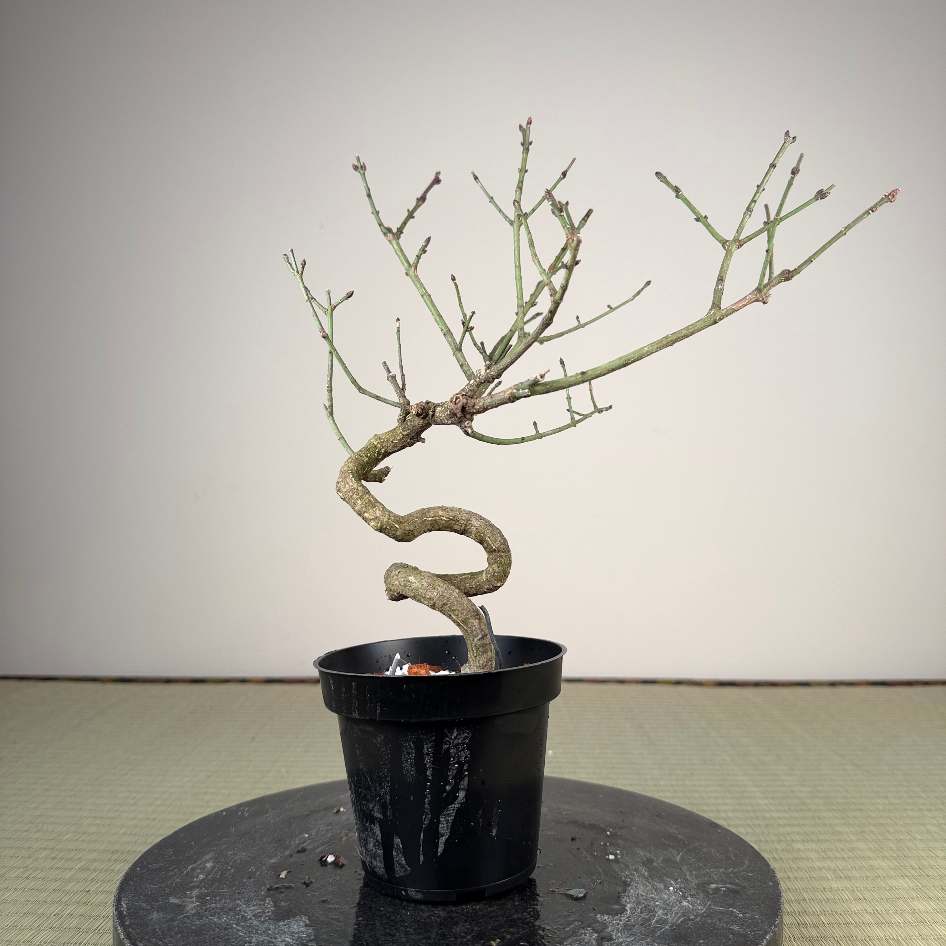 Euonymus
