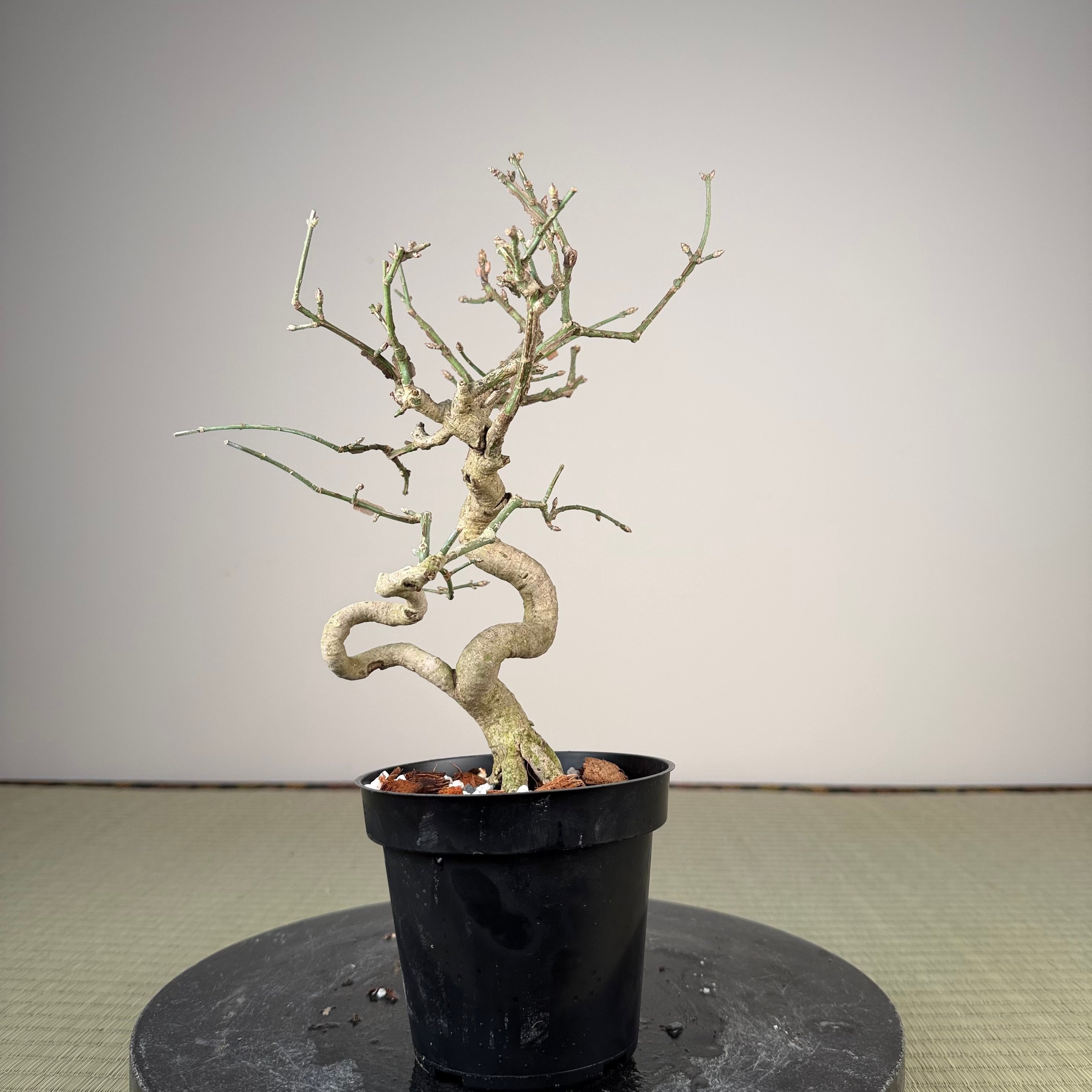 Euonymus
