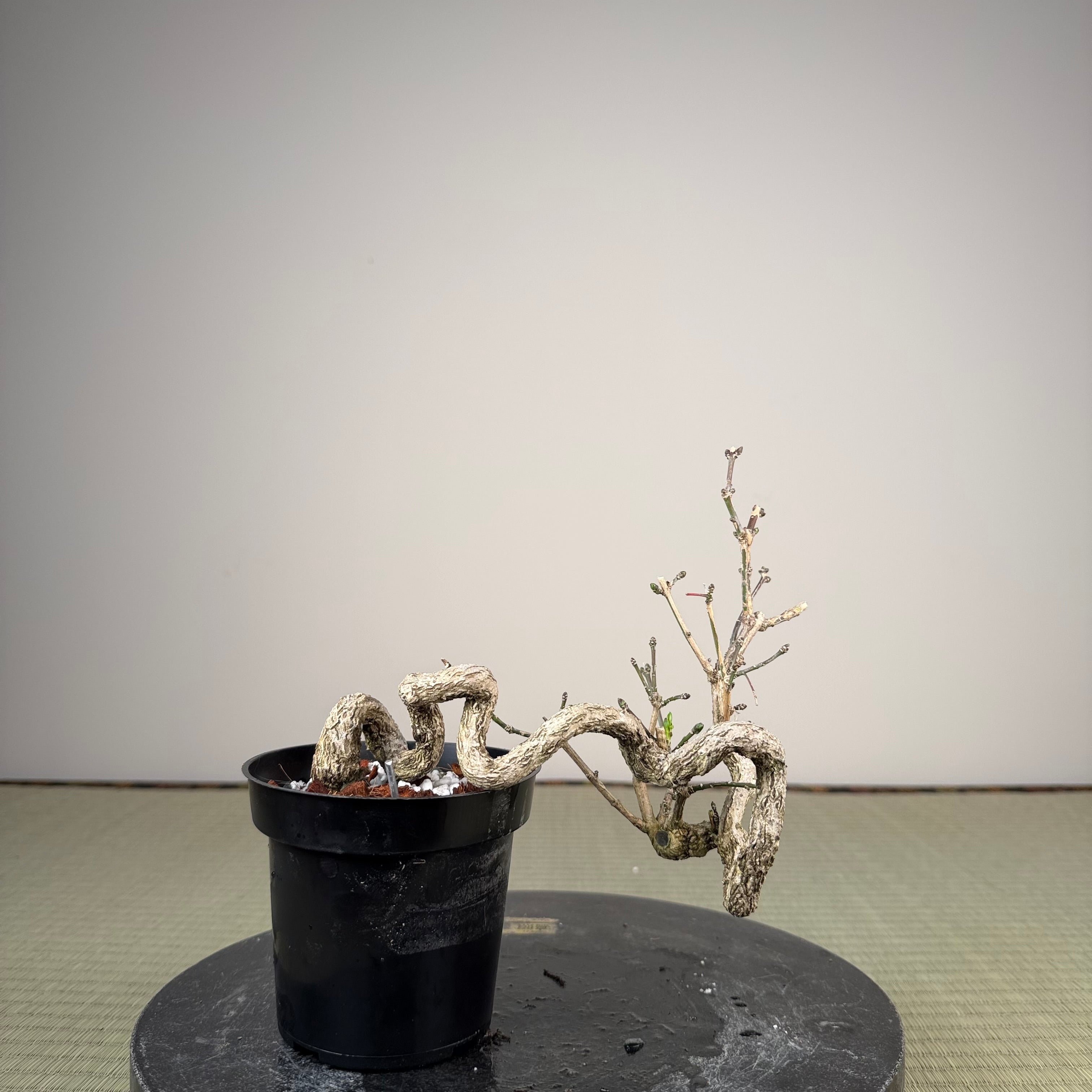 Euonymus