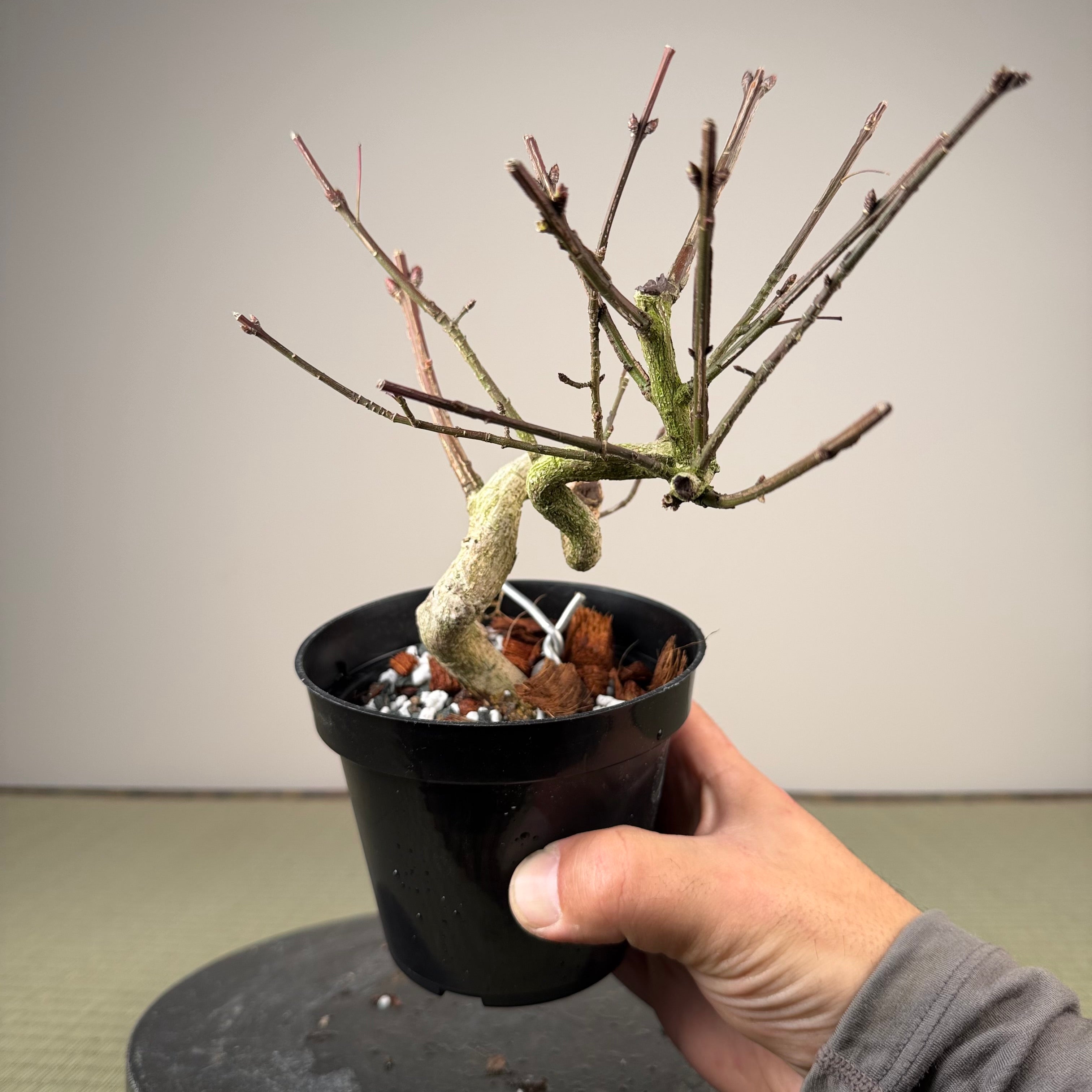 Euonymus
