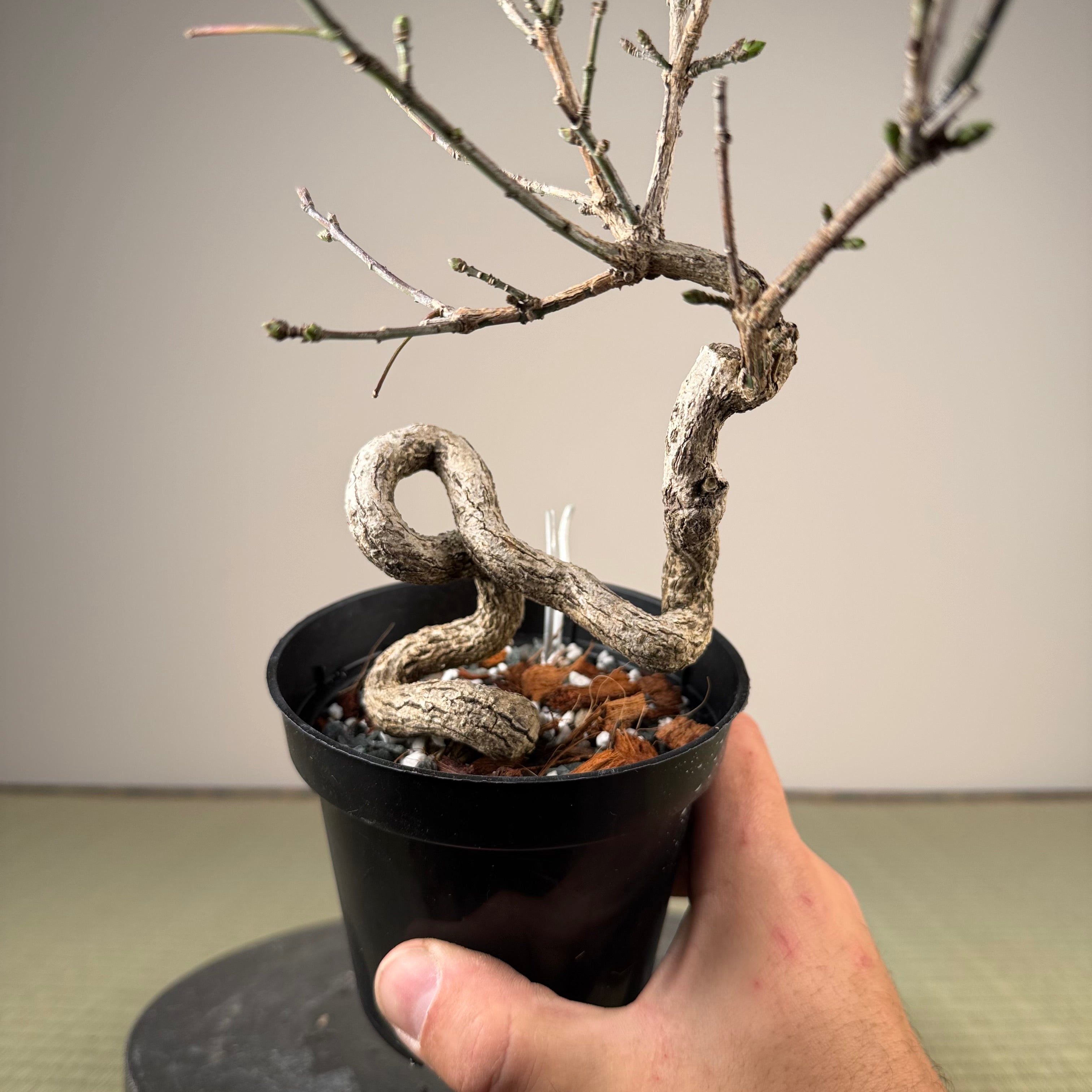 Euonymus