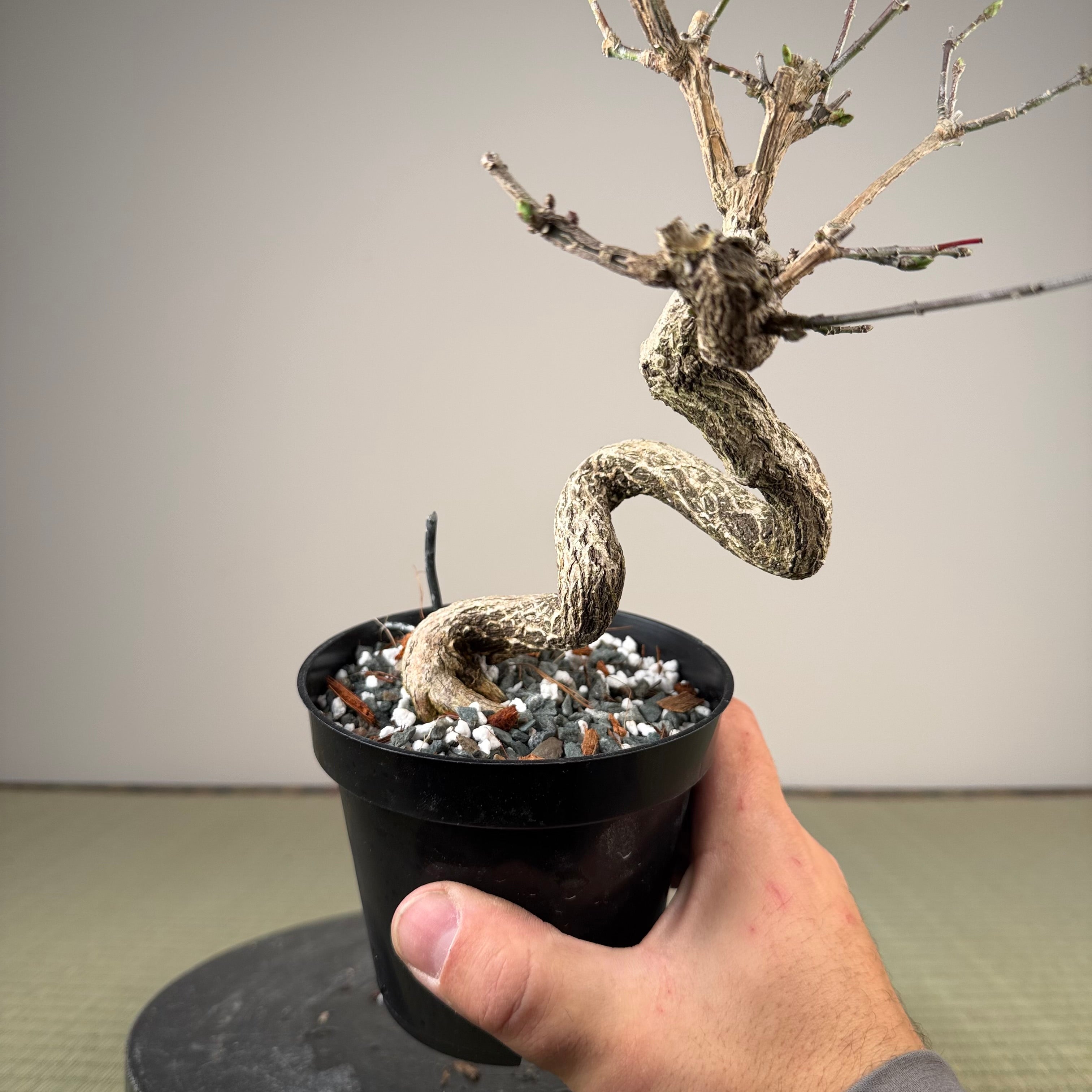Euonymus