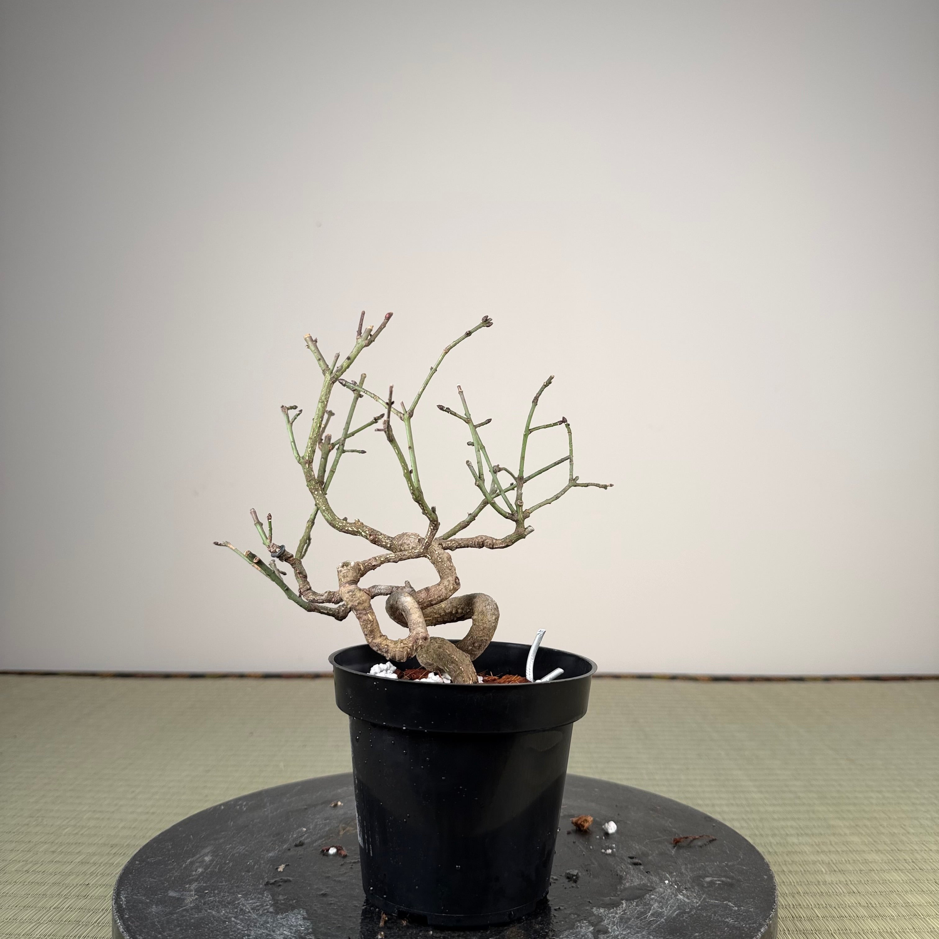 Euonymus