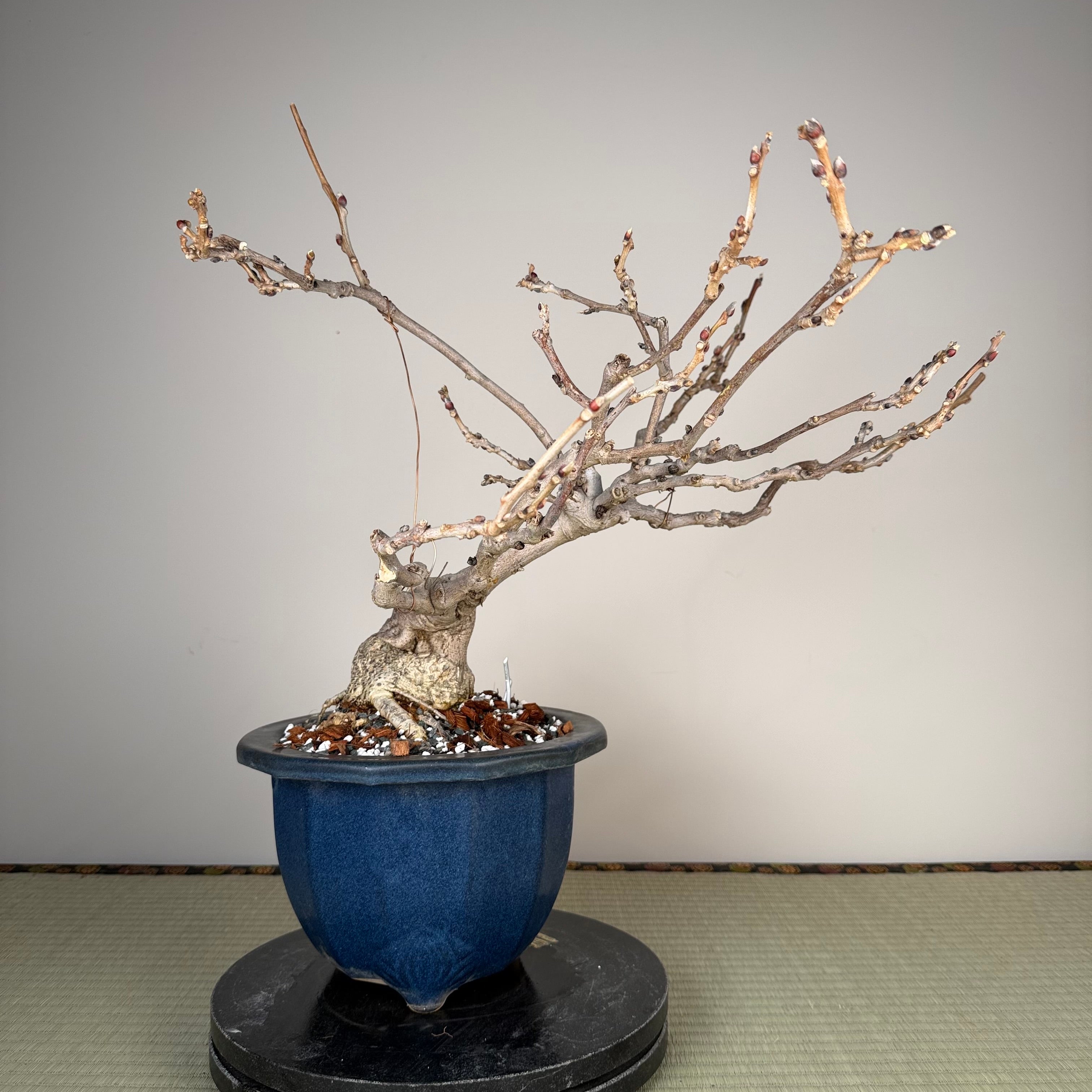 Glycine floribunda