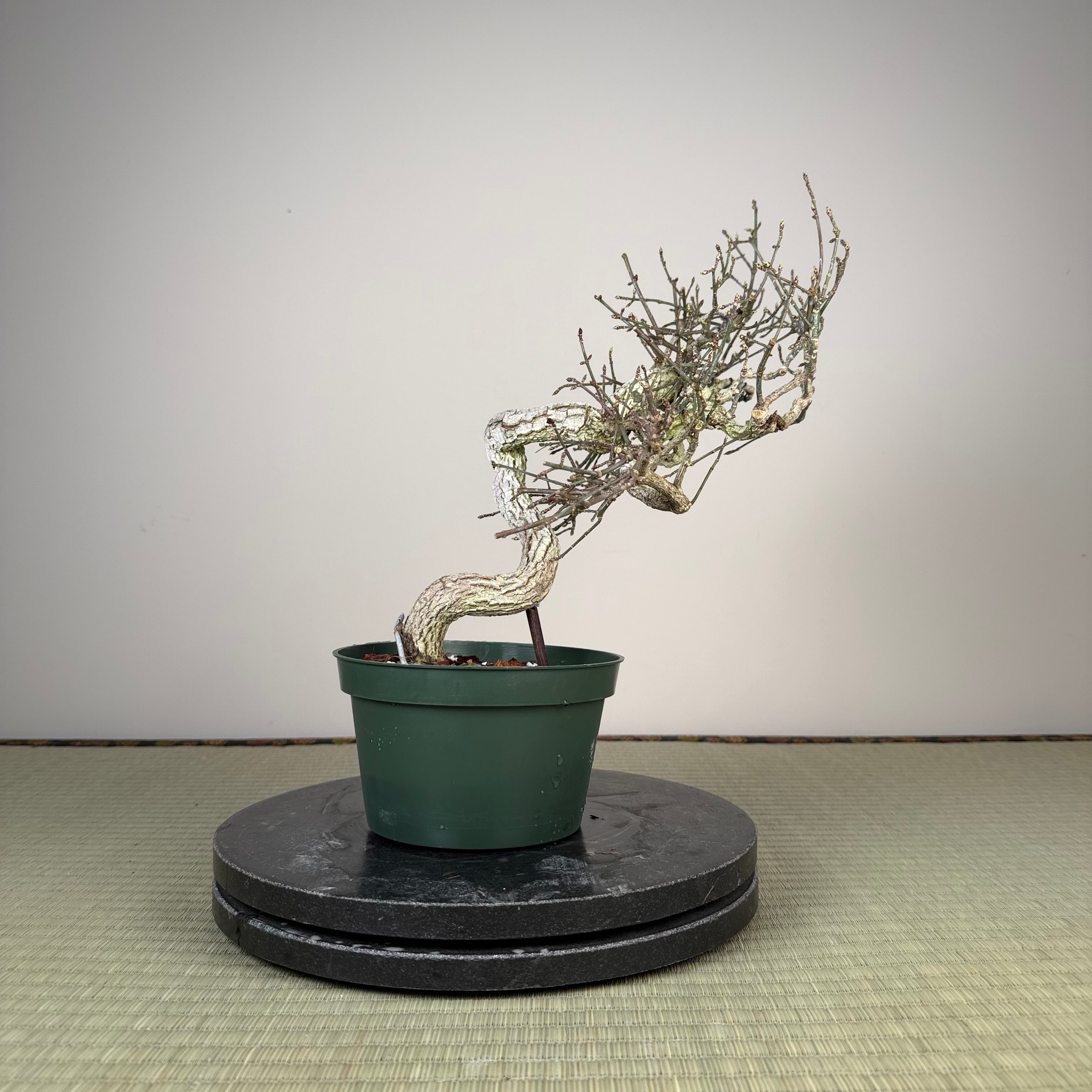 Euonymus