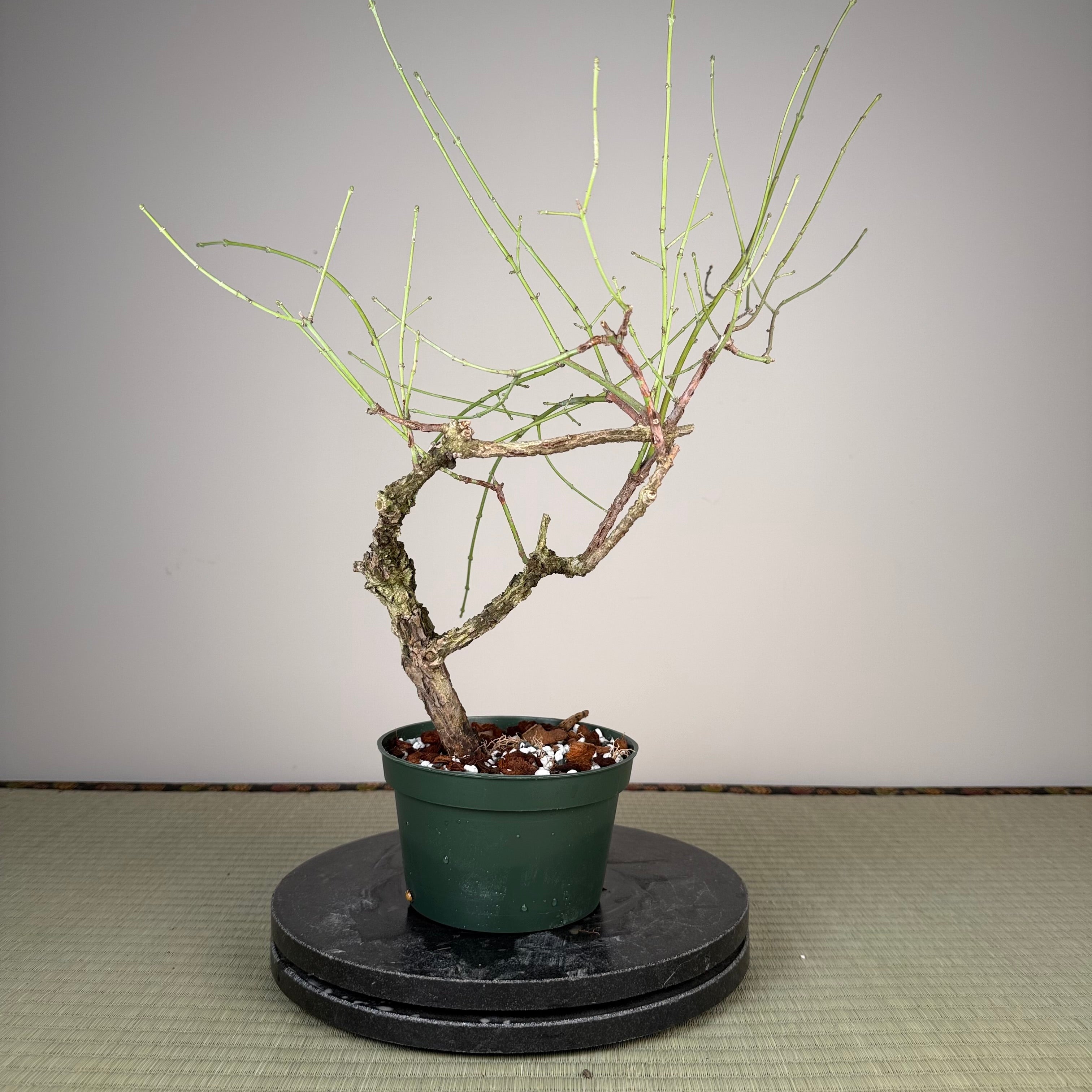 Fusain (variété à écorce rugueuse)