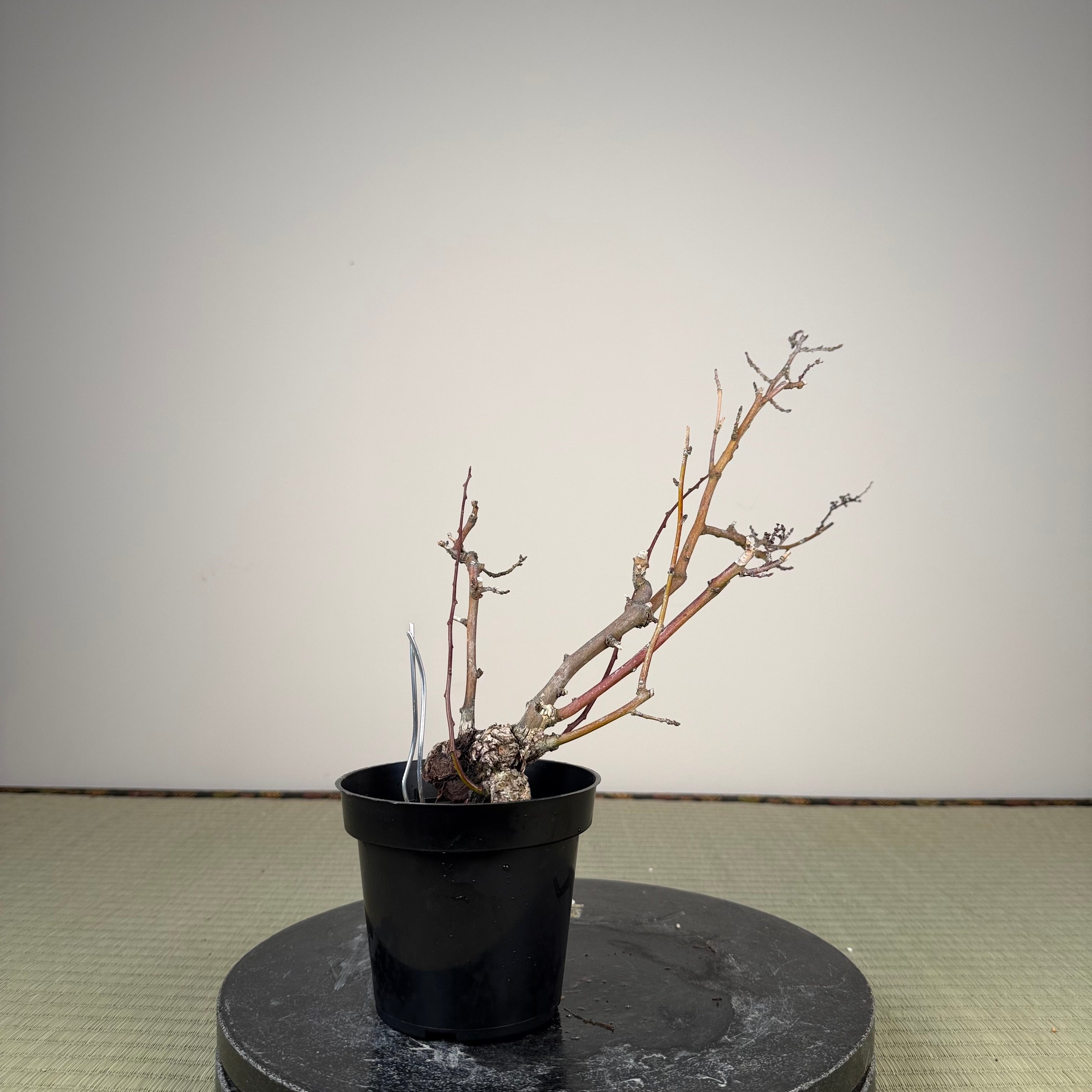 Berchemia racemosa