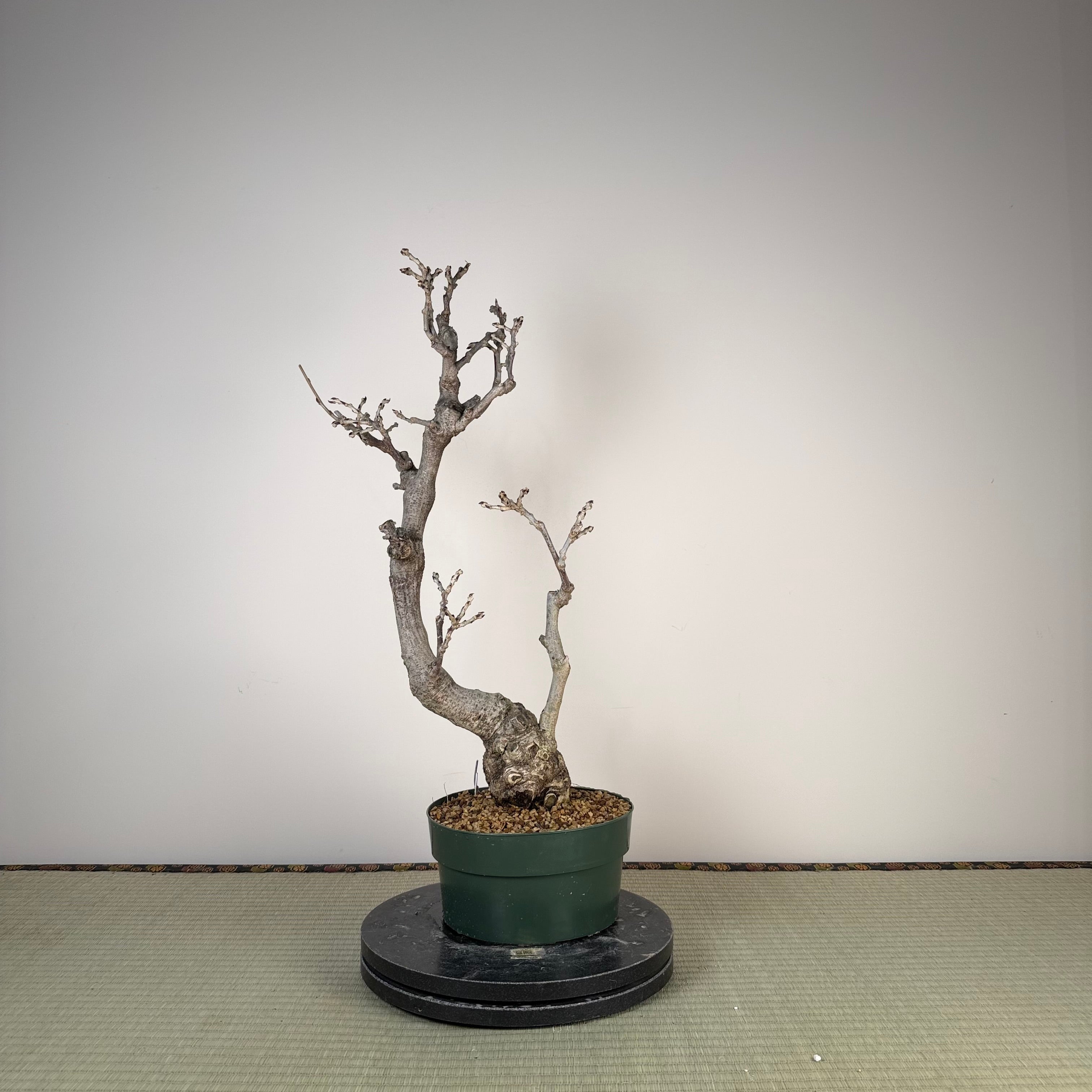 Glycine floribunda