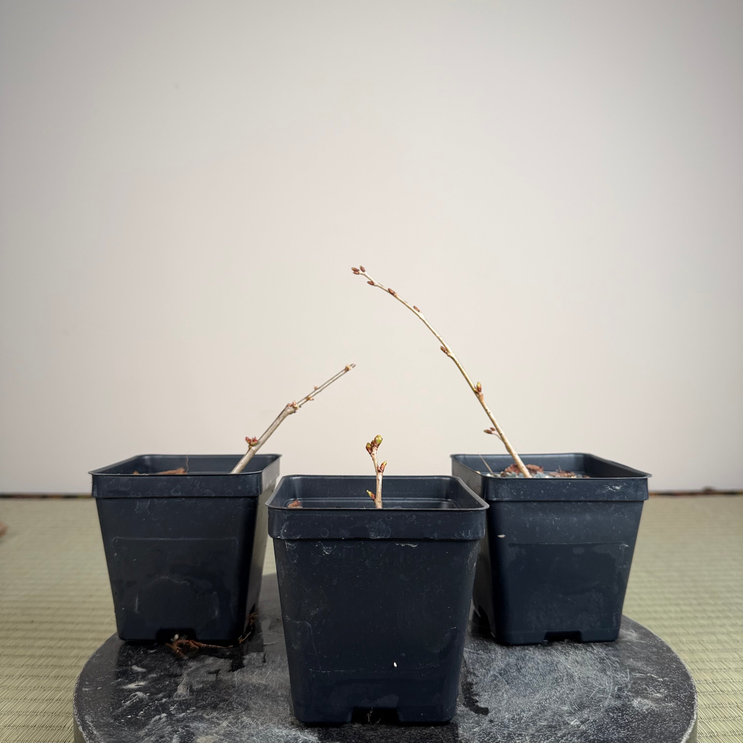 Prunus nipponica