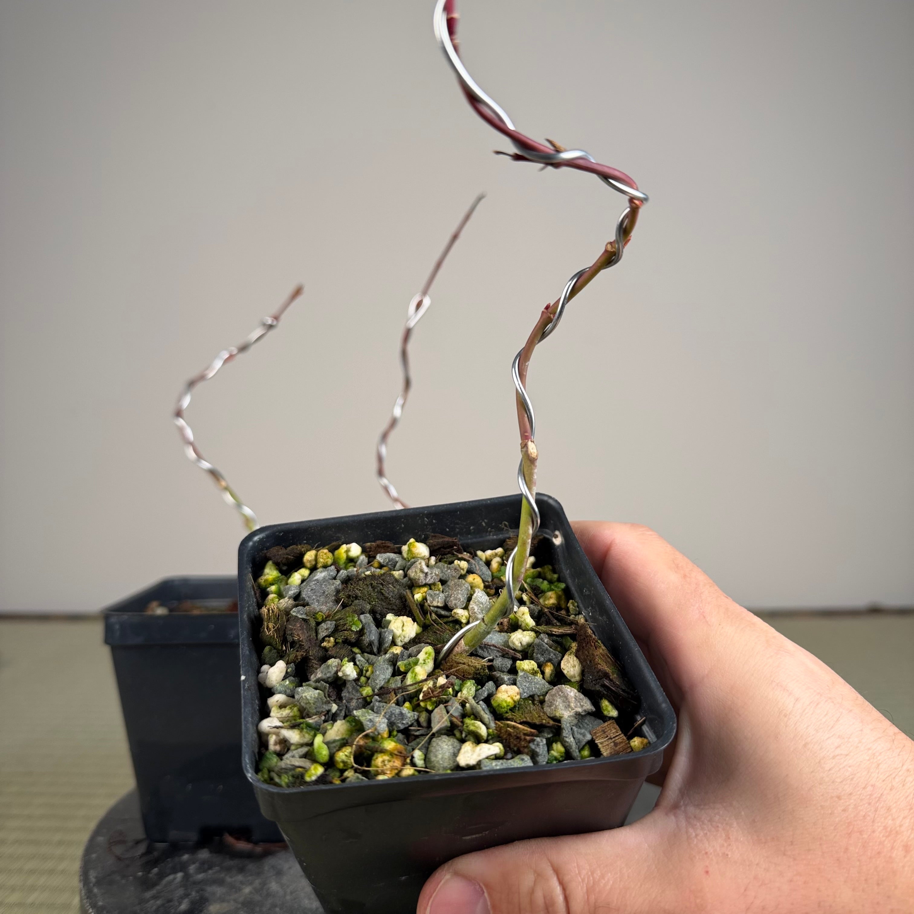 Acer palmatum 'Katsura' (taille réduite)