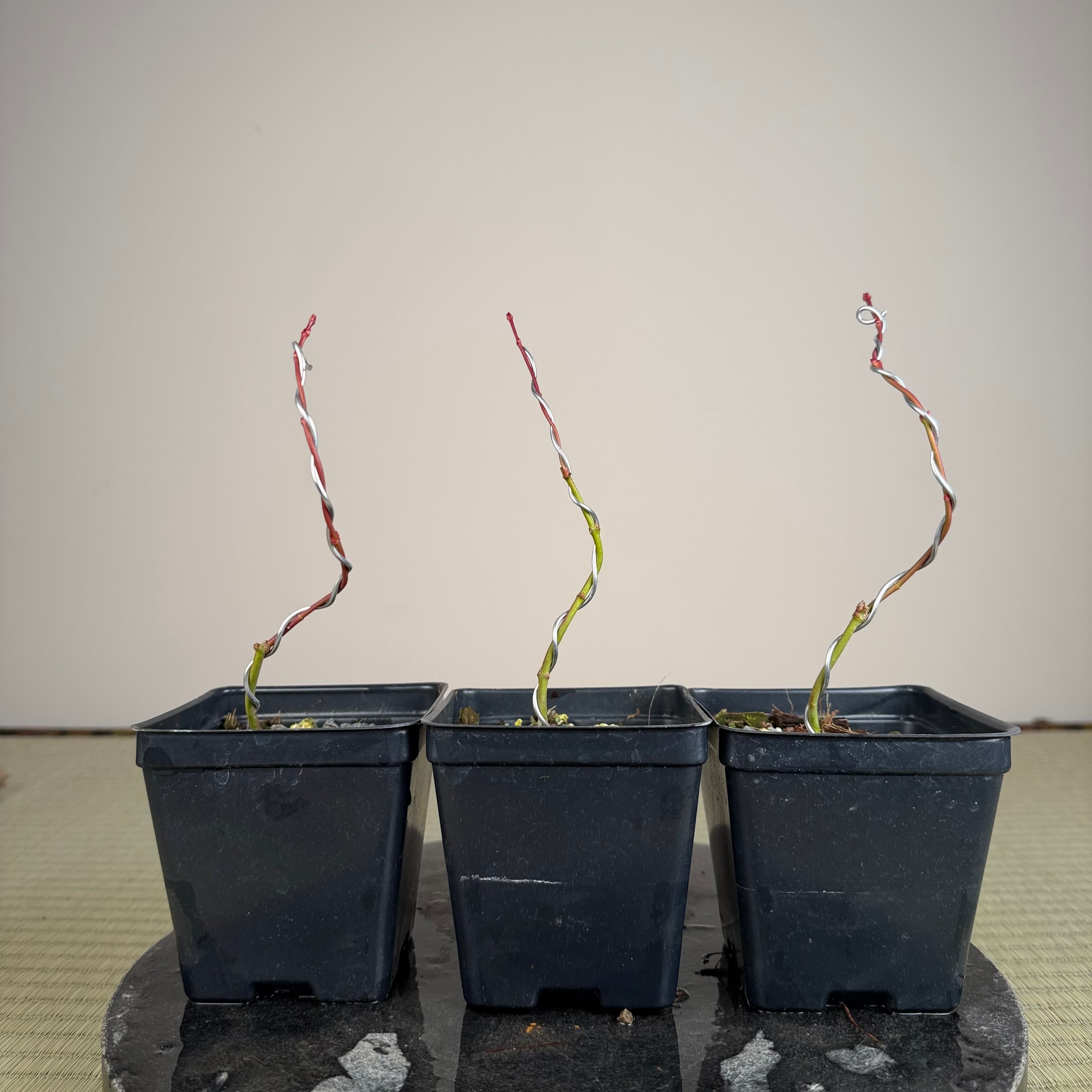 Acer palmatum 'Katsura' (taille réduite)