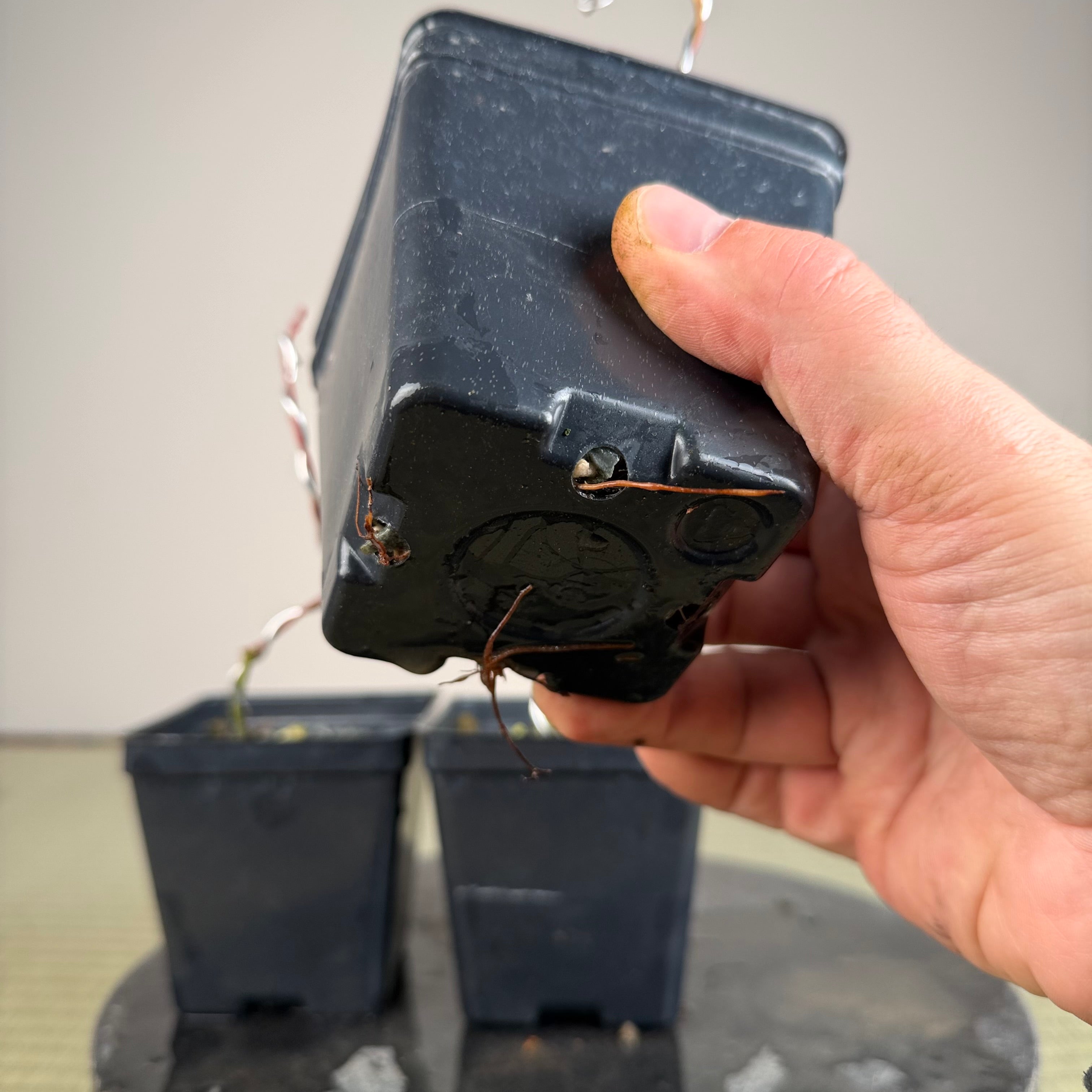 Acer palmatum 'Katsura' (taille réduite)