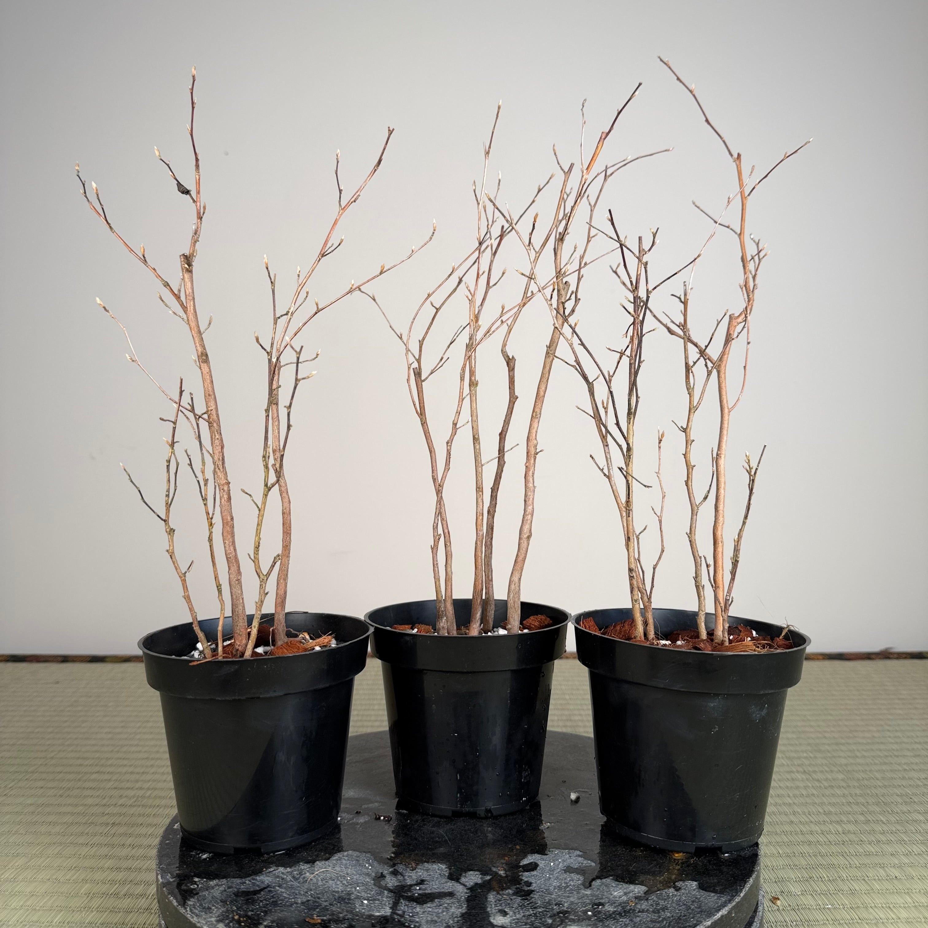 Stewartia monadelpha (5 pots à troncs multiples)