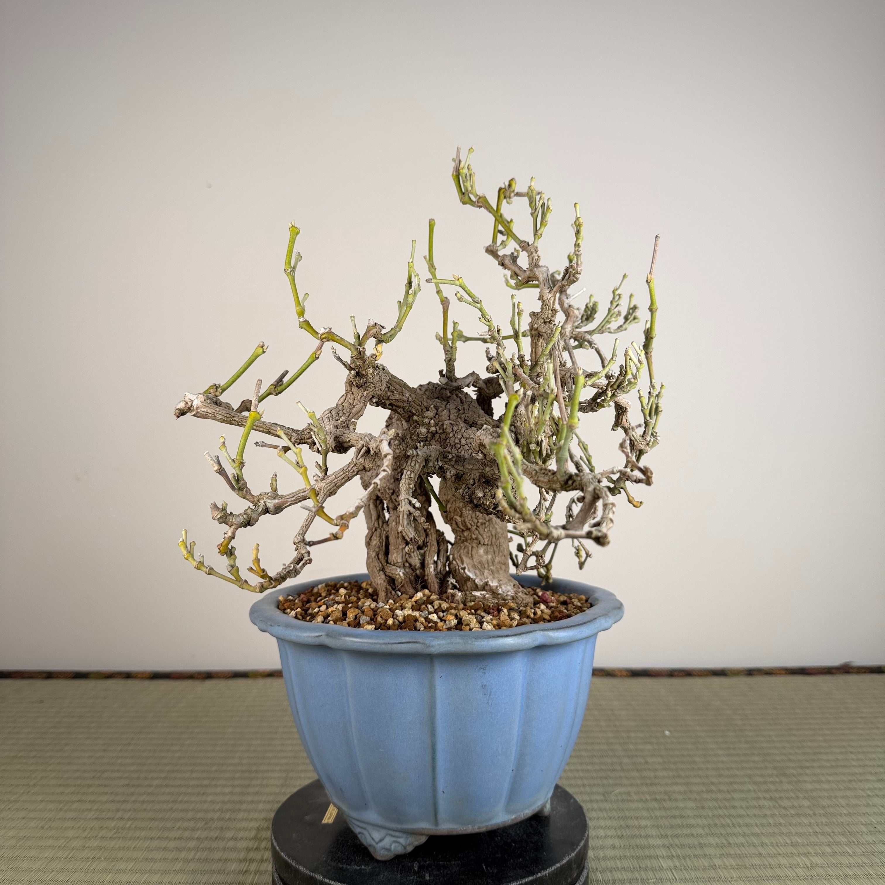 Aristolochia debilis