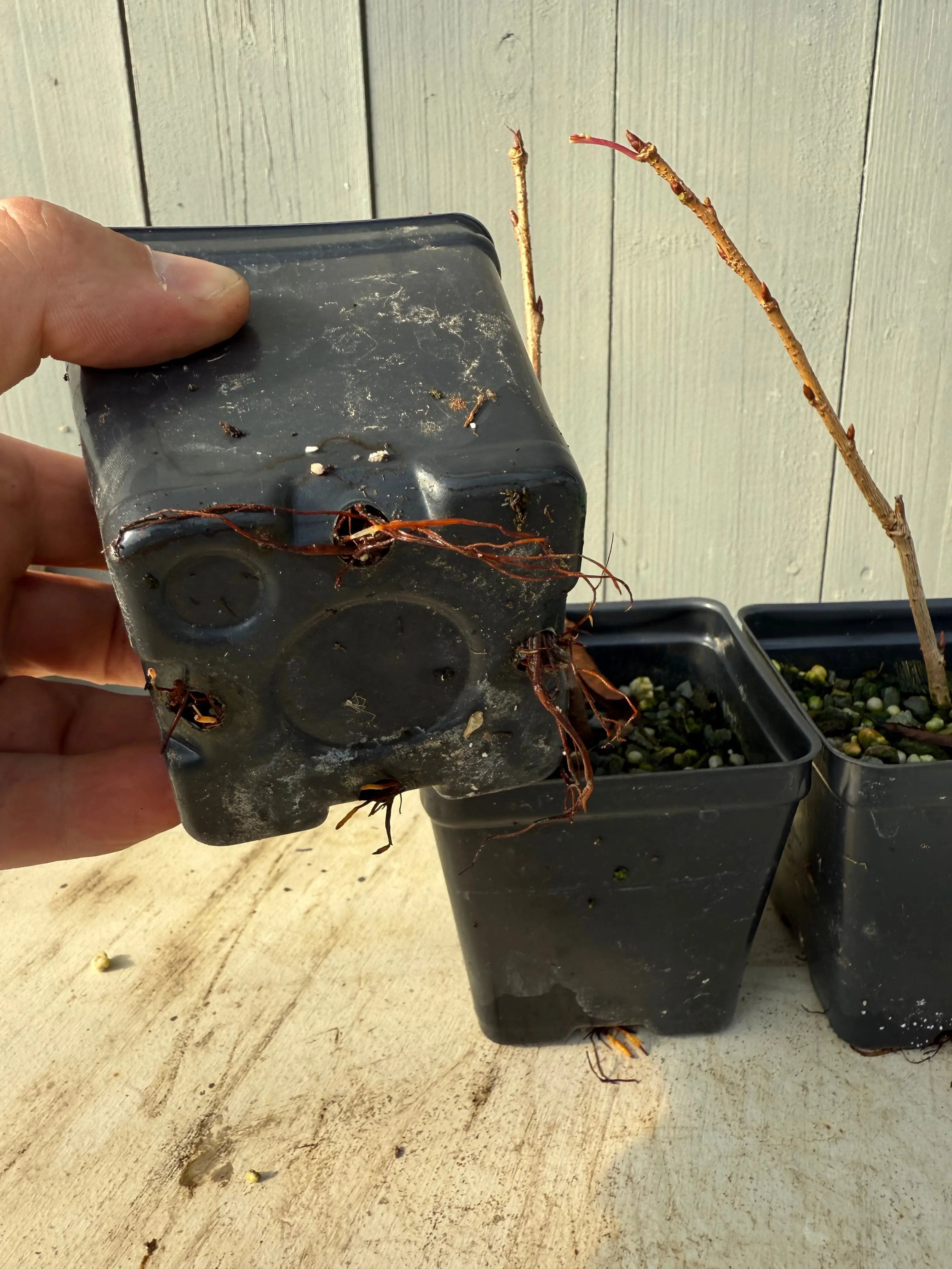 Prunus × yedoensis Shidare-Yoshino Canada Bonsai