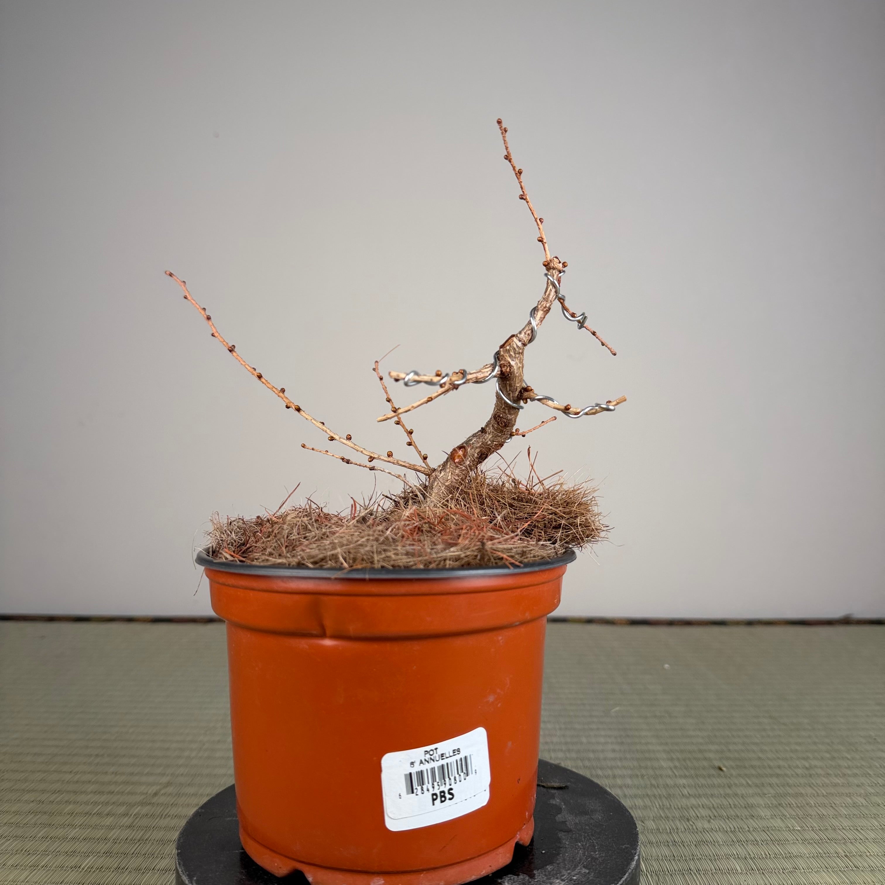 Larix leptolepsis