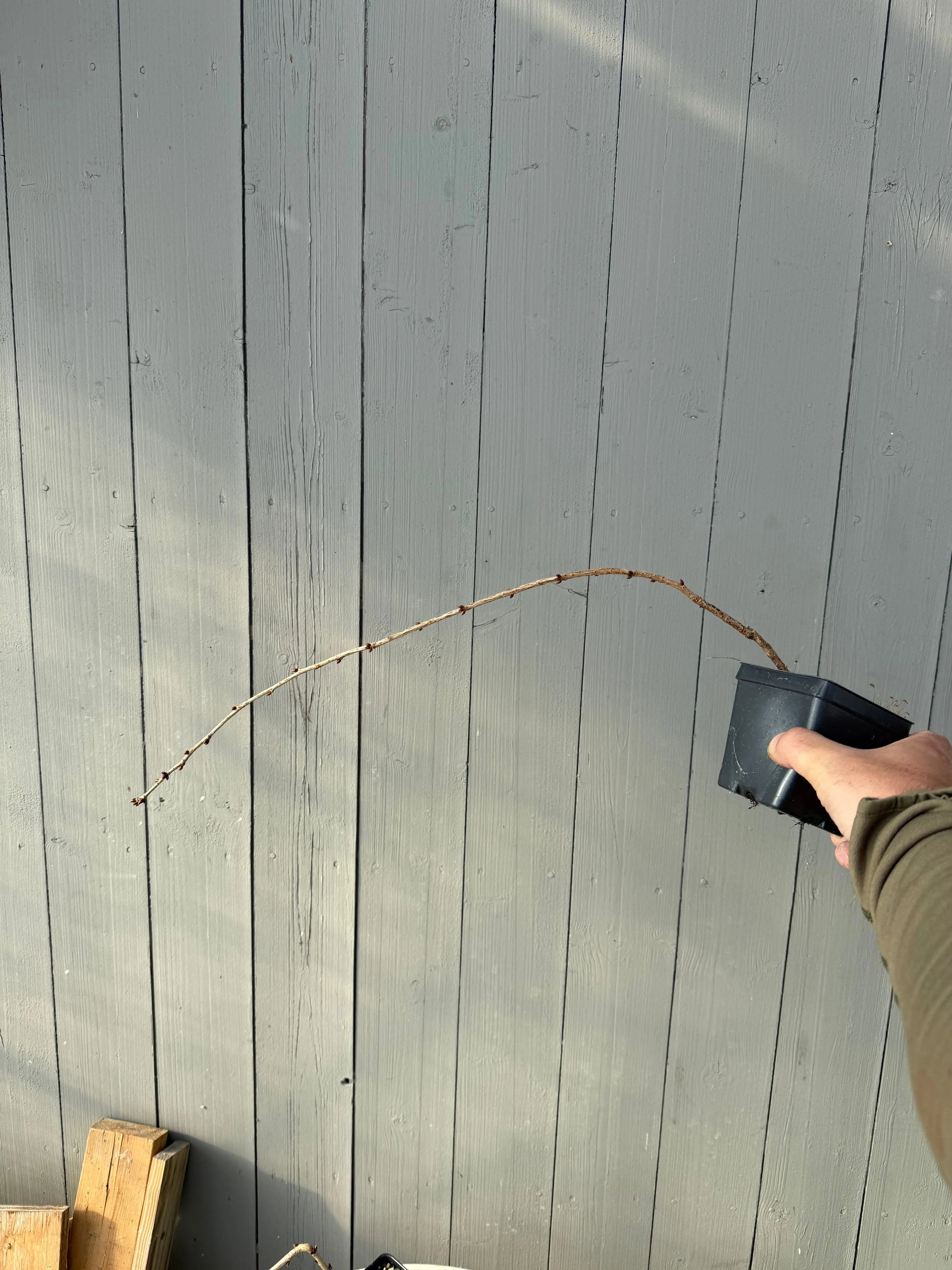 Prunus 'Snow Fountains' Canada Bonsai